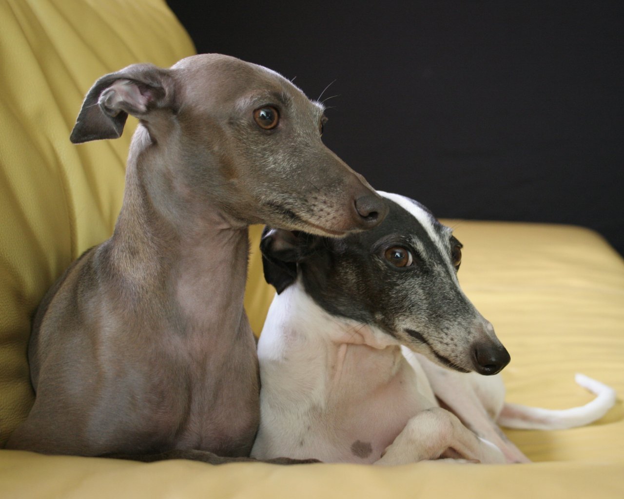 Greyhound Wallpapers