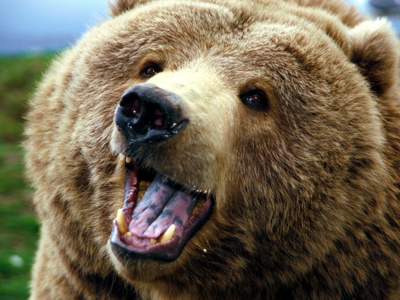 Grizzly Bear Backgrounds