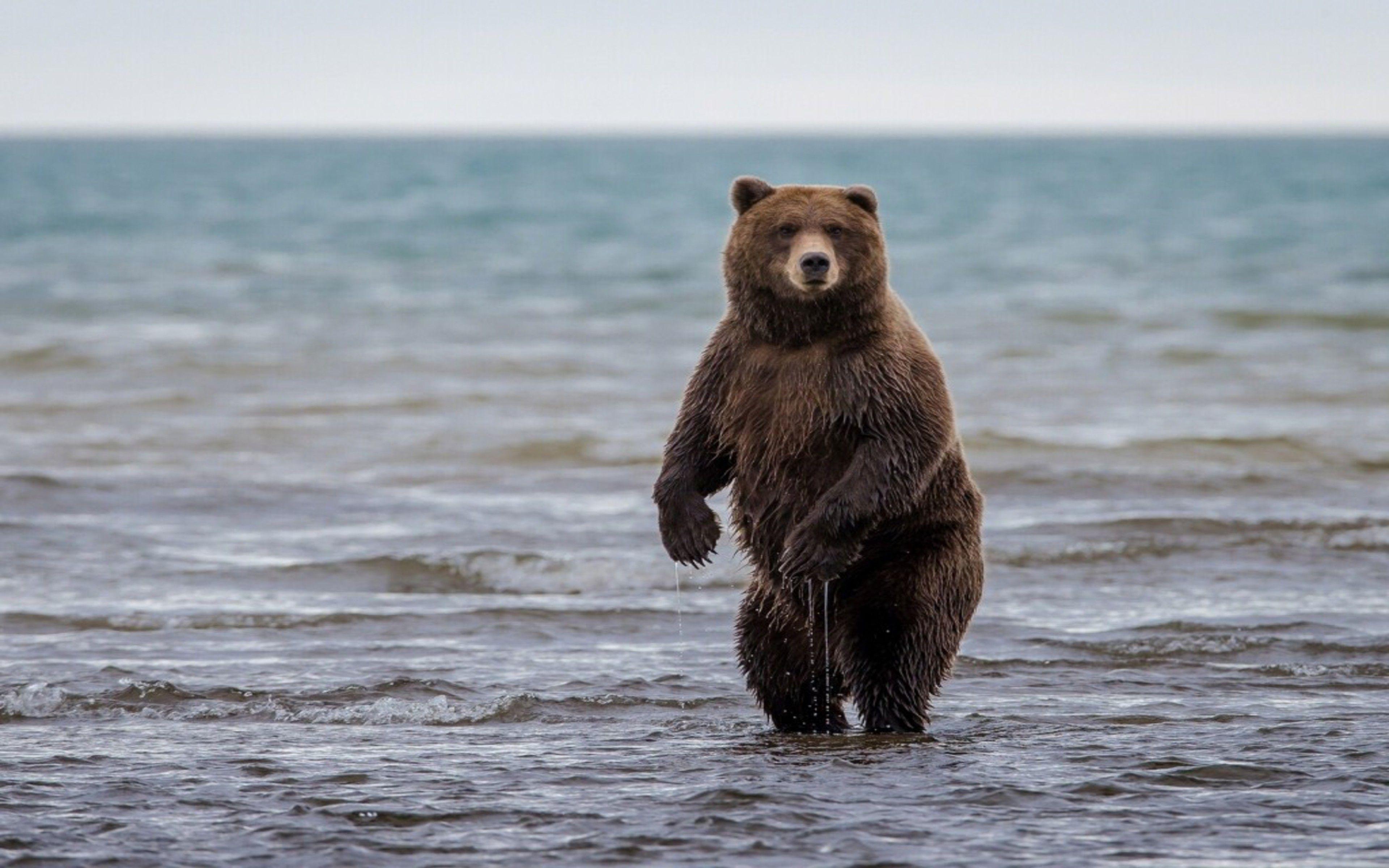 Grizzly Bear Backgrounds