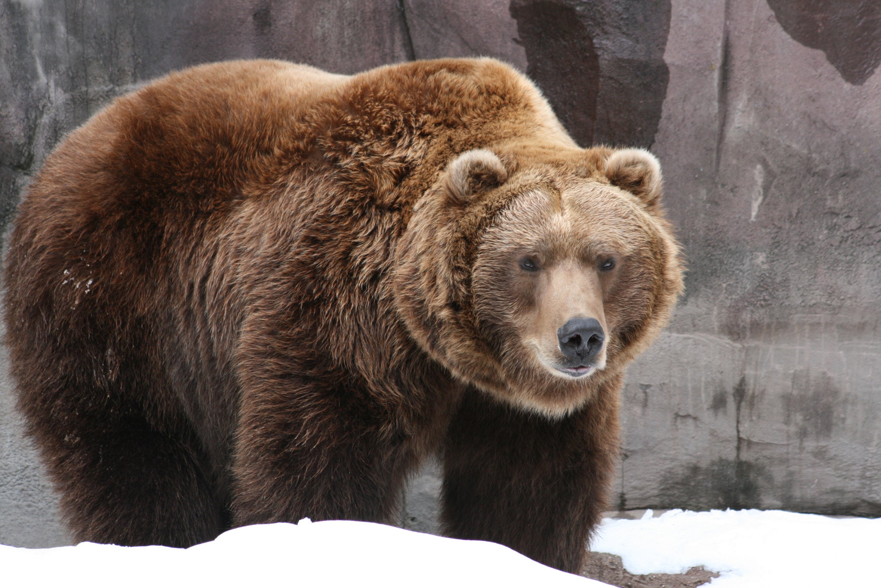 Grizzly Bear Backgrounds