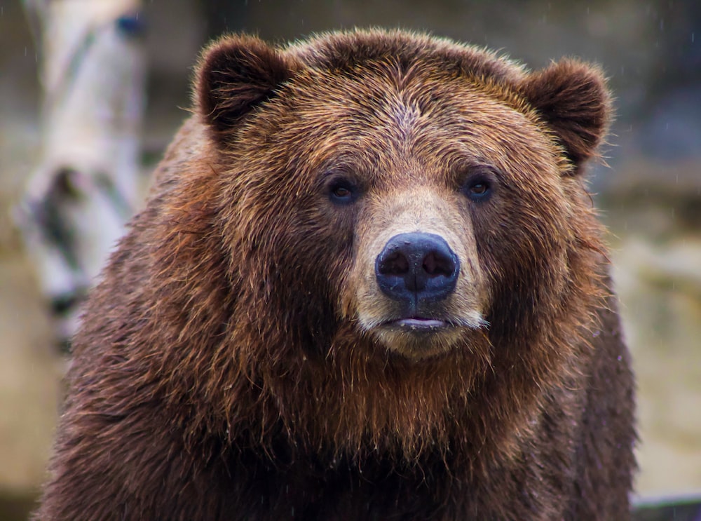 Grizzly Bear Backgrounds