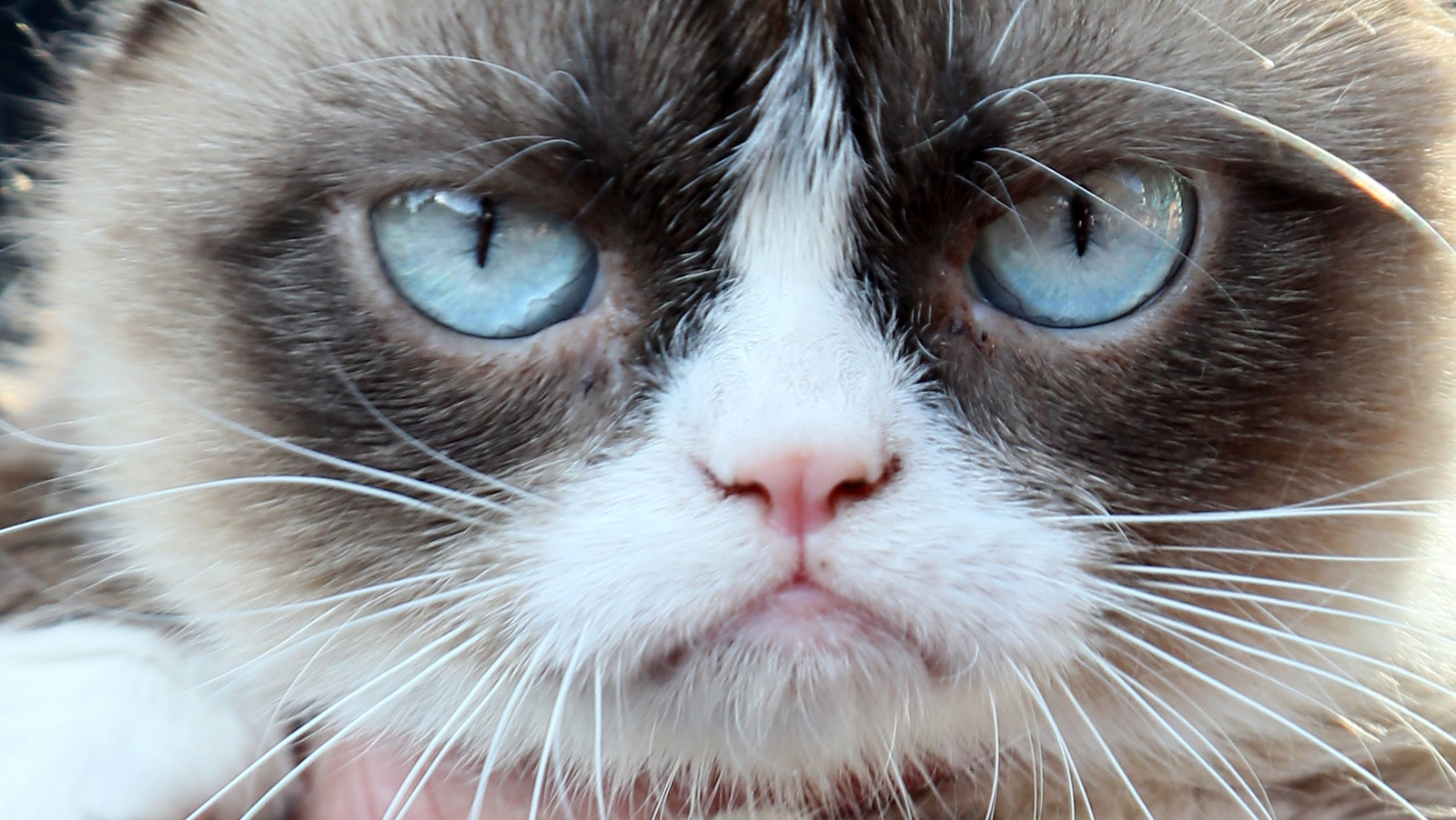 Grumpy Cat Desktop Background