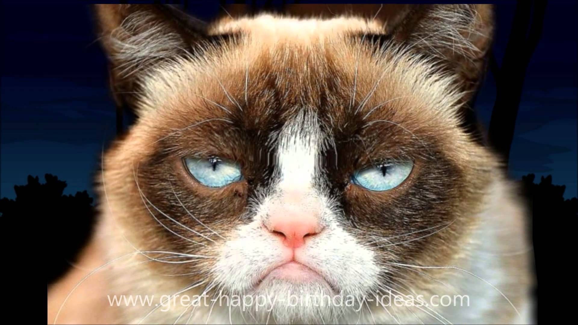 Grumpy Cat Free Wallpapers