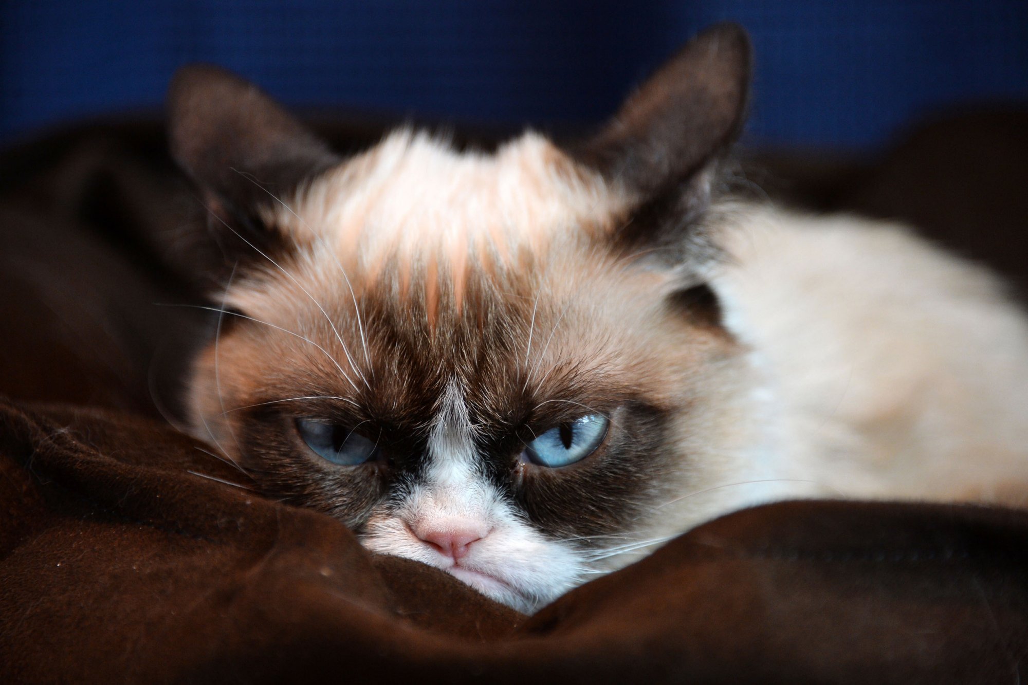 Grumpy Cat Wallpapers