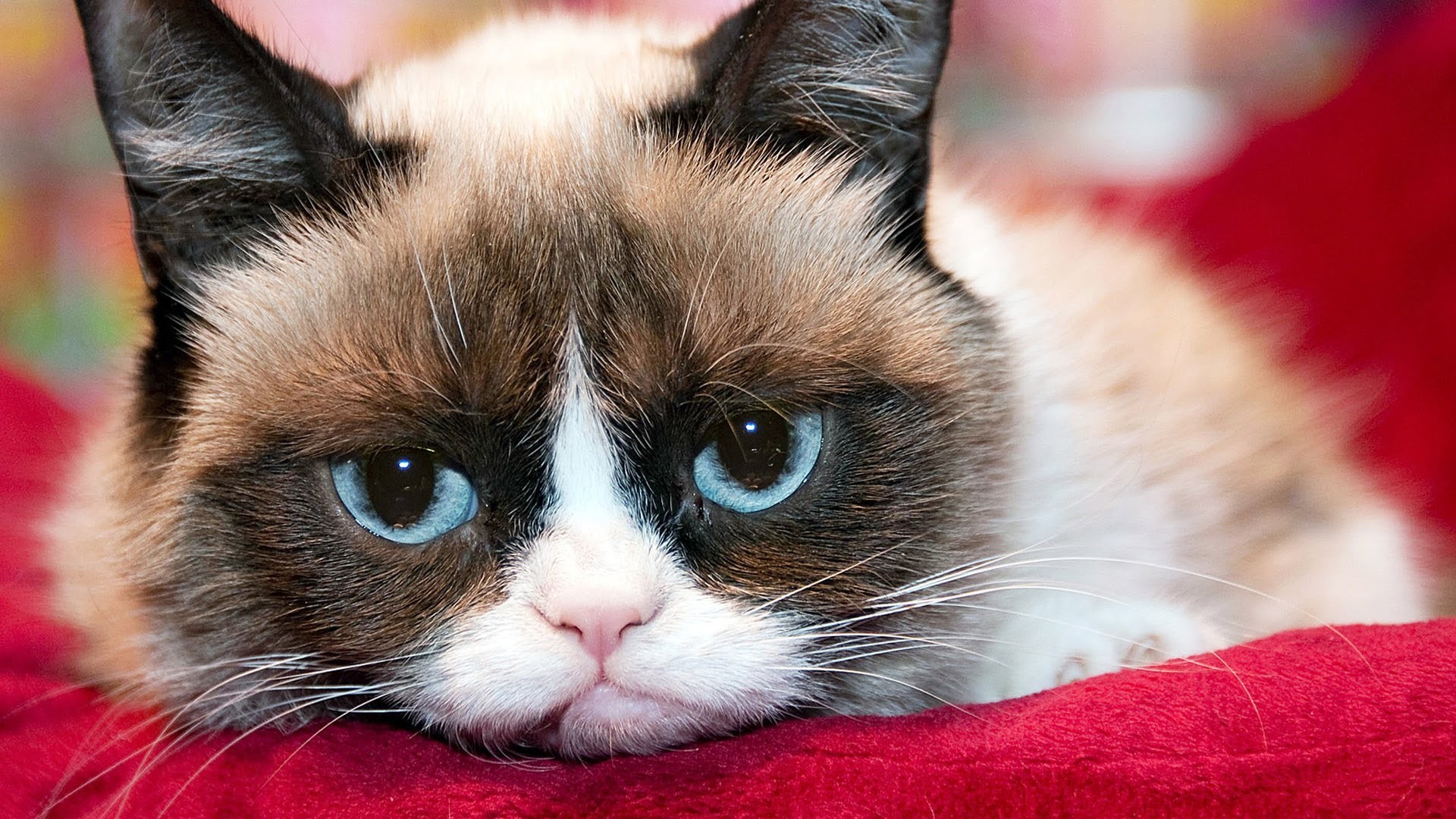 Grumpy Cat Wallpapers