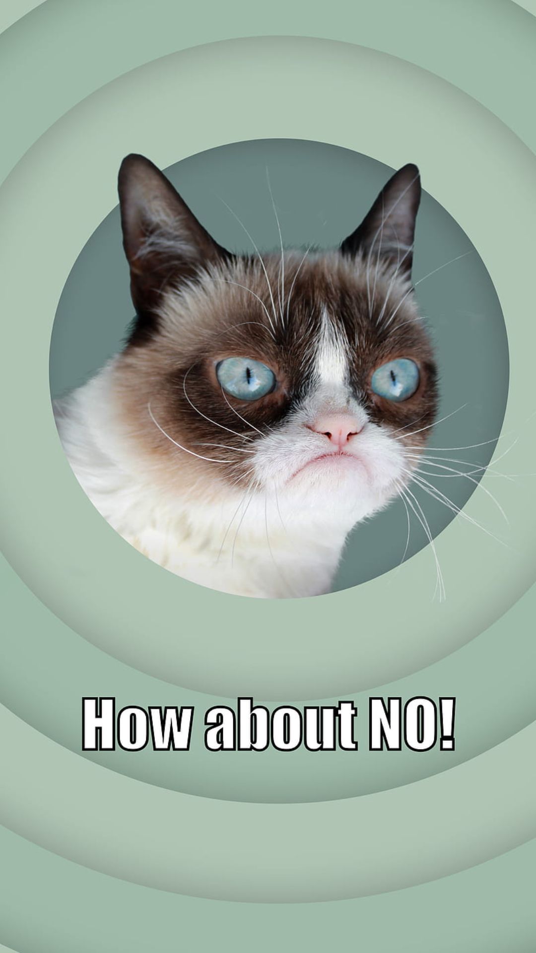 Grumpy Cat Wallpapers