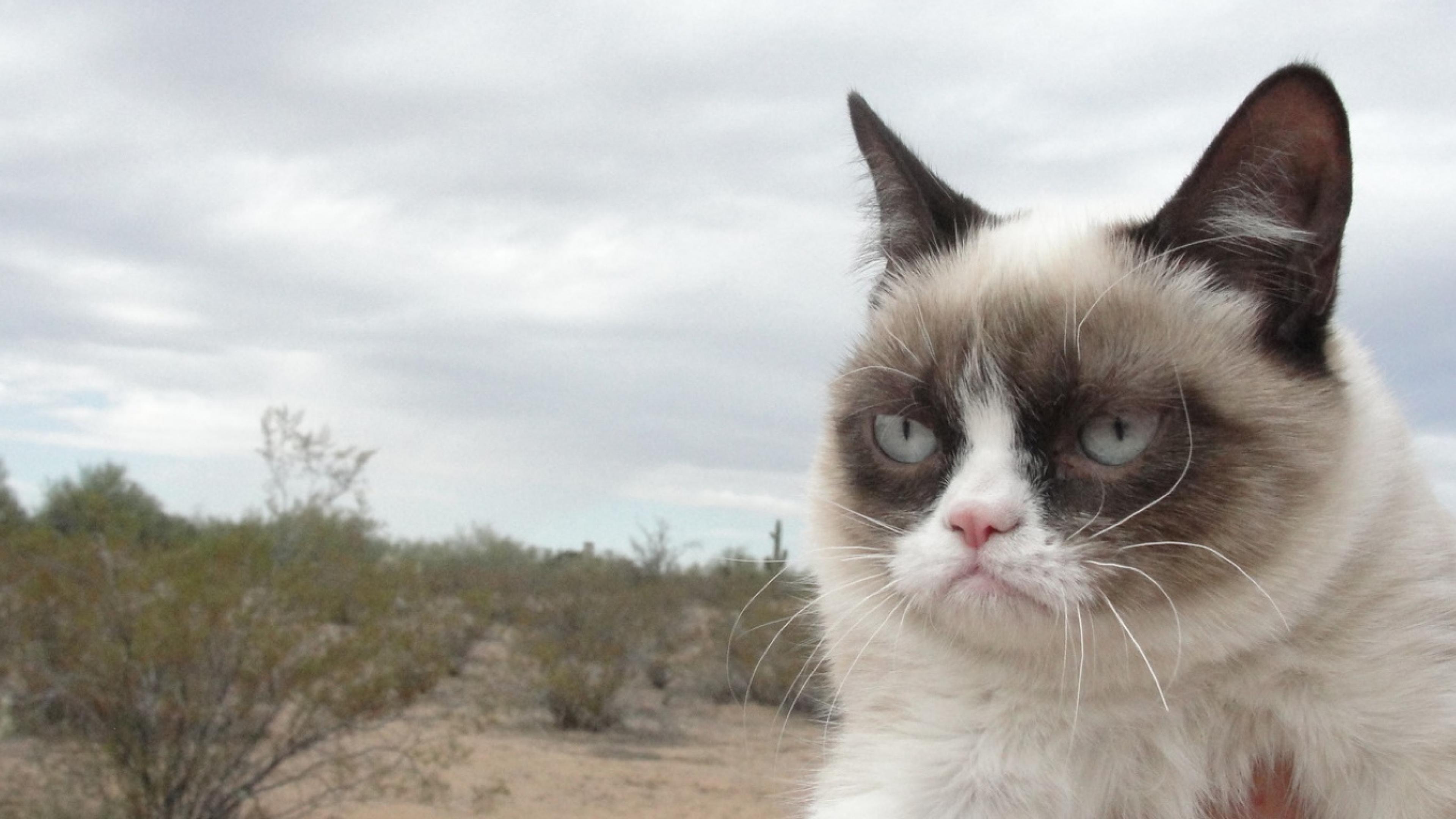 Grumpy Cat Wallpapers