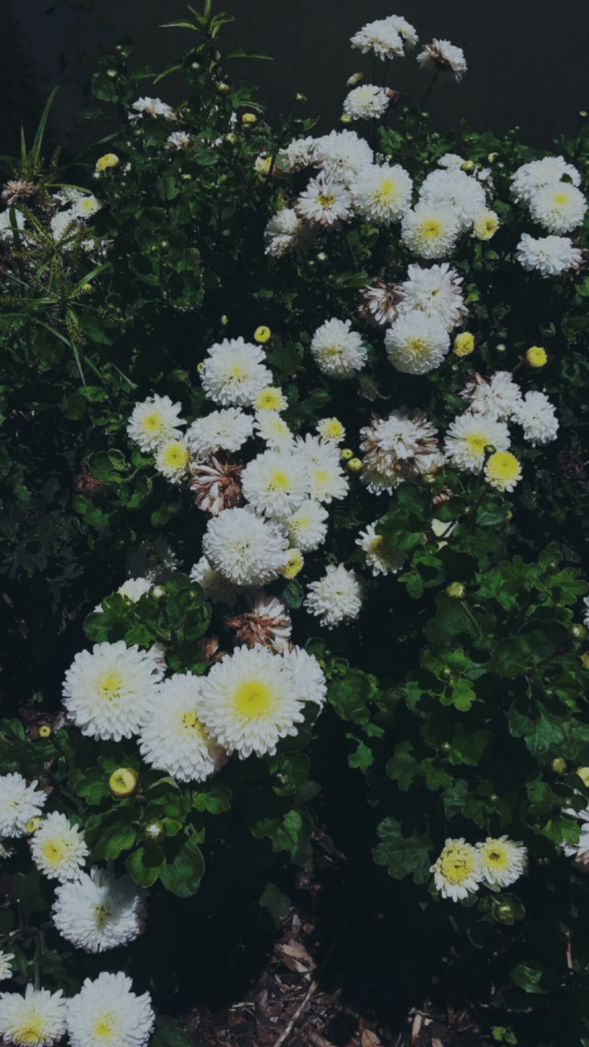 Grunge Flower Background Tumblr