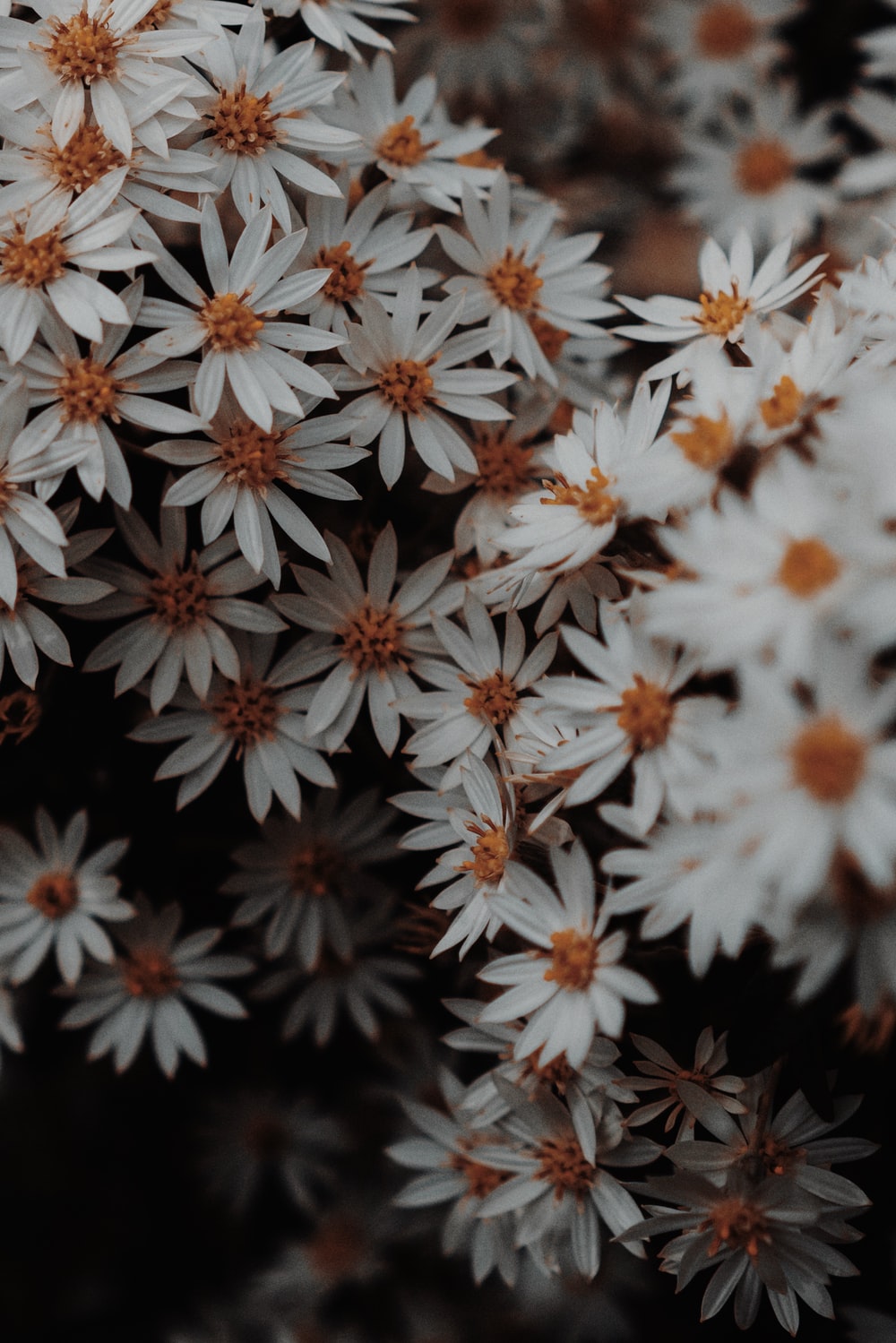 Grunge Flower Background Tumblr