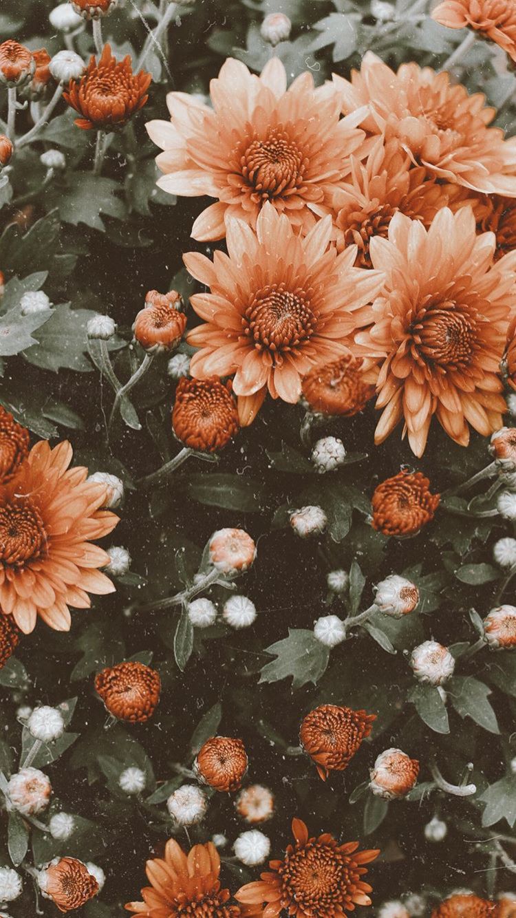 Grunge Flower Background Tumblr