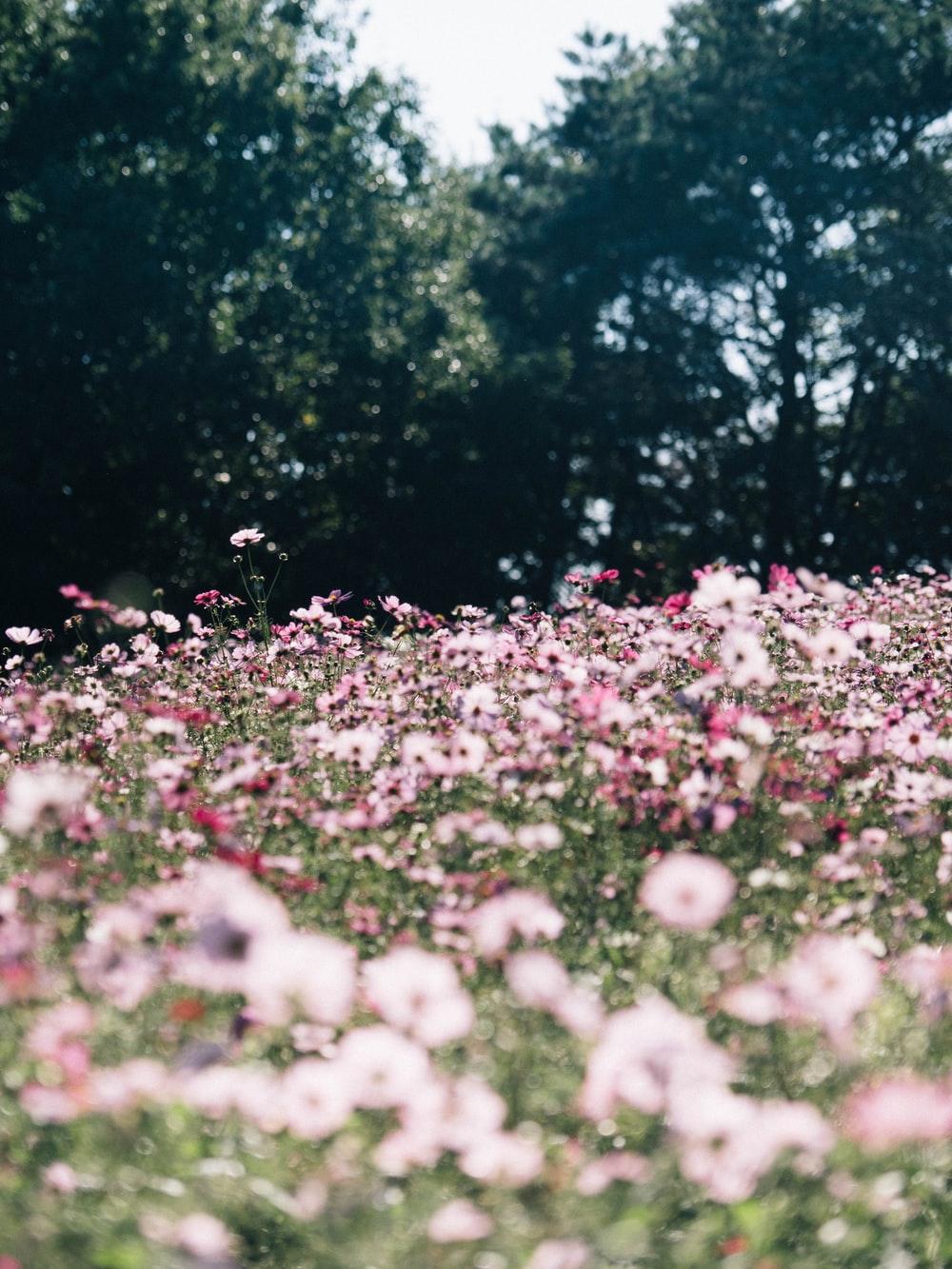 Grunge Flower Background Tumblr