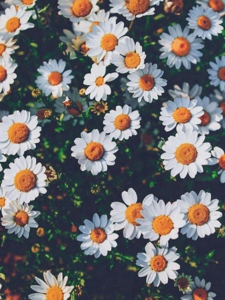 Grunge Flower Background Tumblr