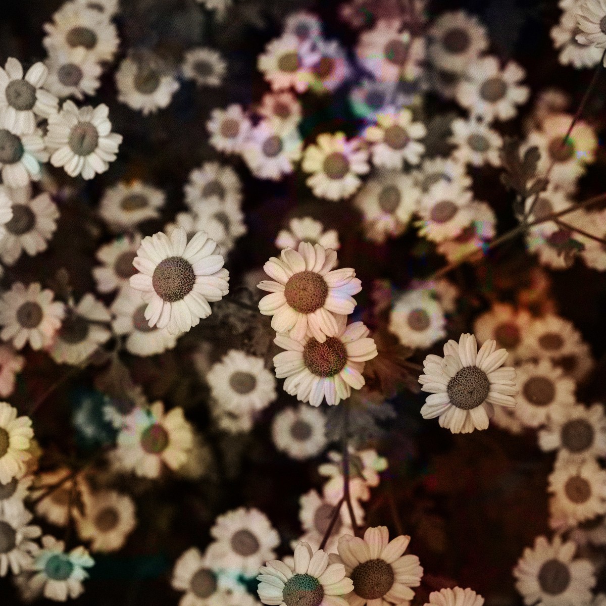 Grunge Flower Background Tumblr