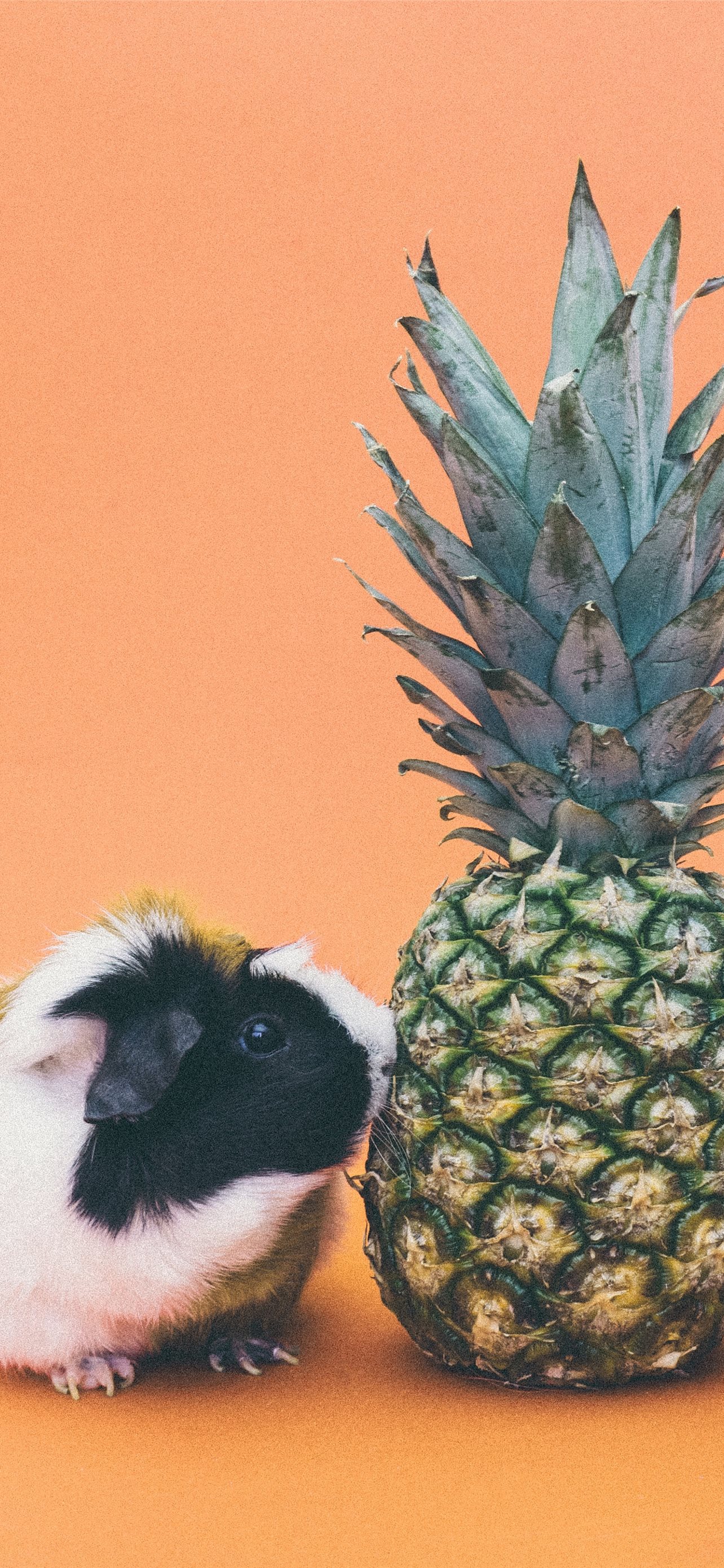 Guinea Pig Iphone Wallpapers