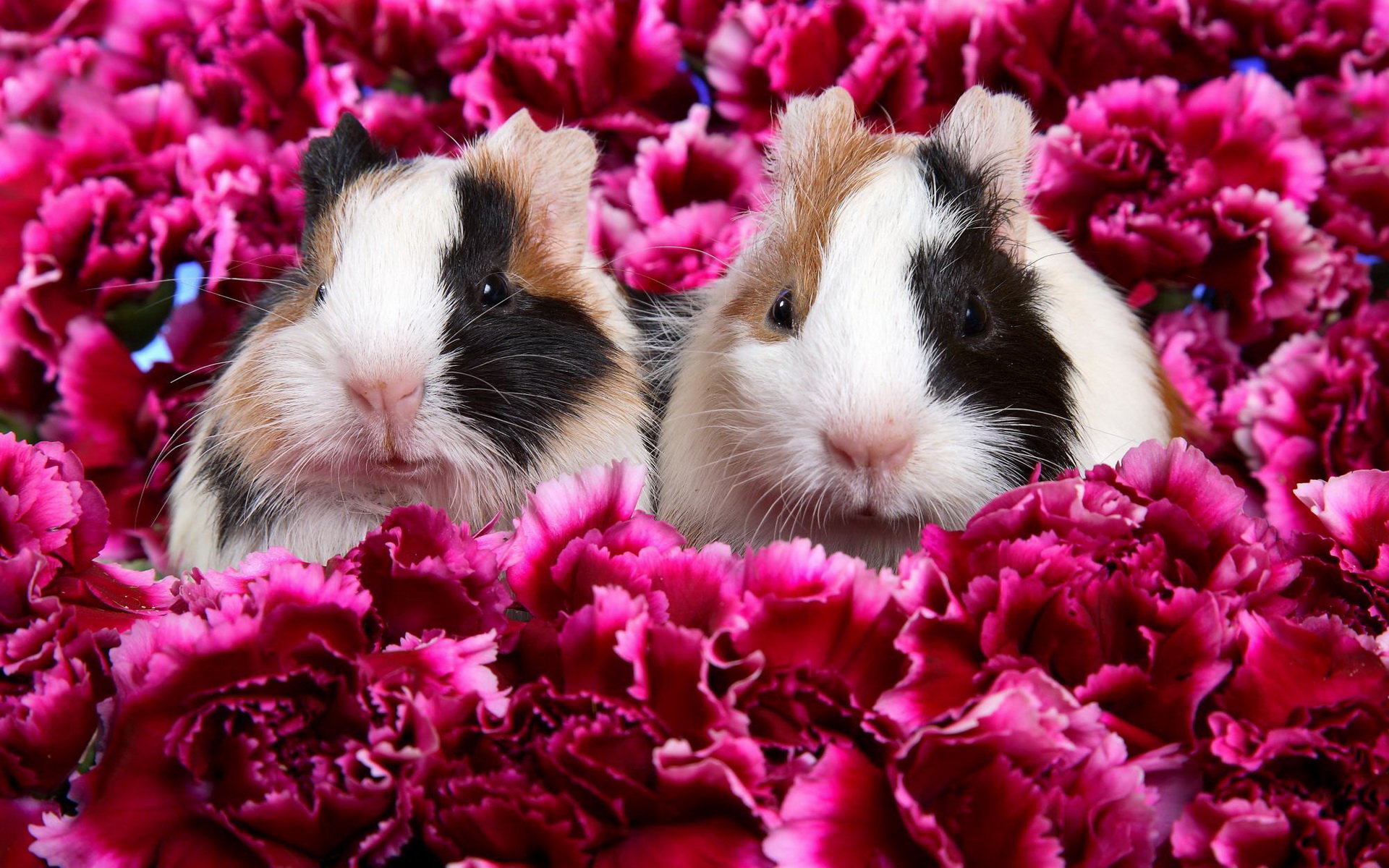 Guinea Pig Iphone Wallpapers