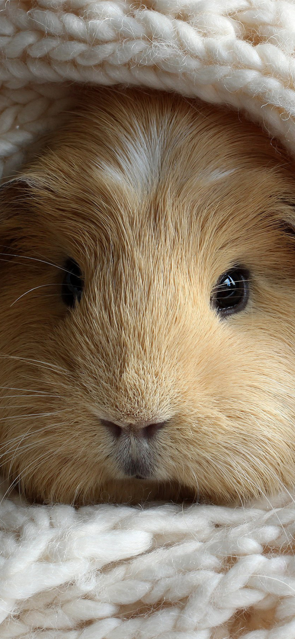 Guinea Pig Iphone Wallpapers