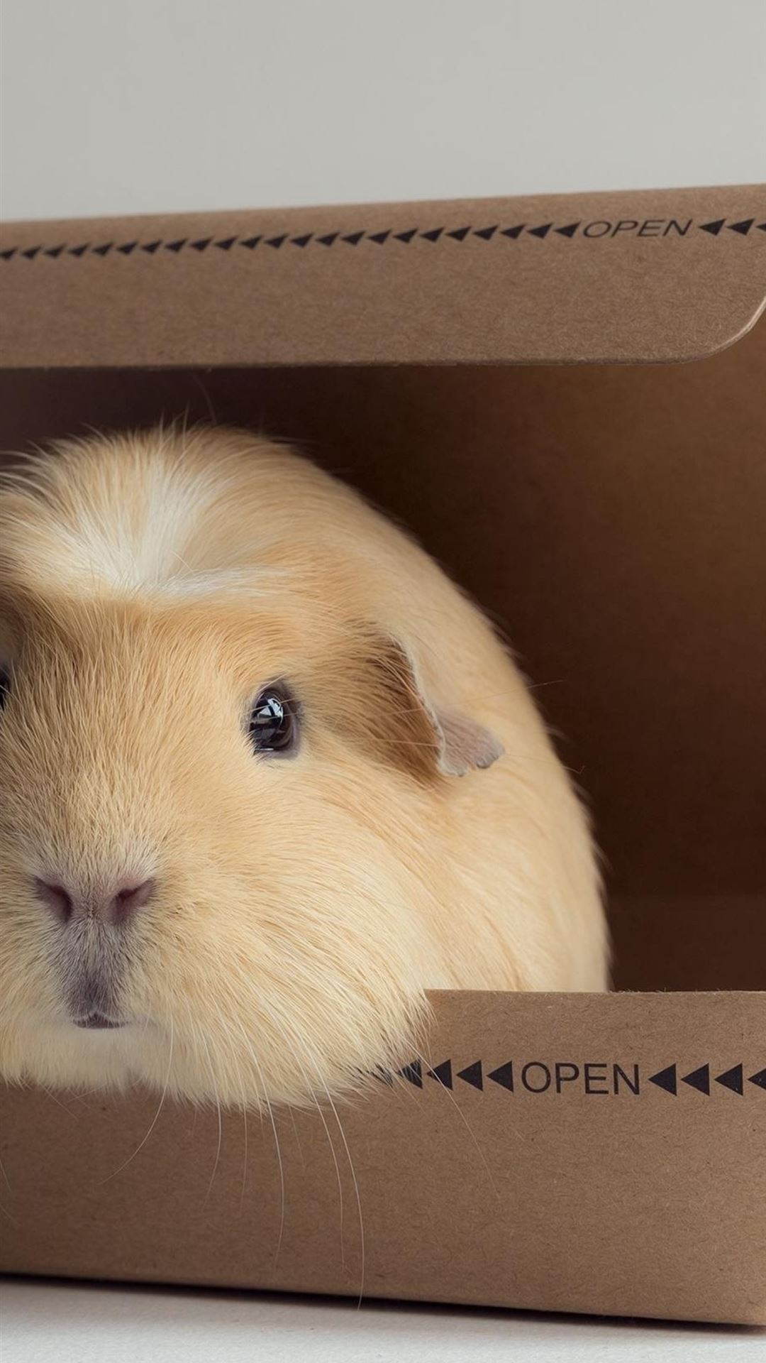 Guinea Pig Wallpapers