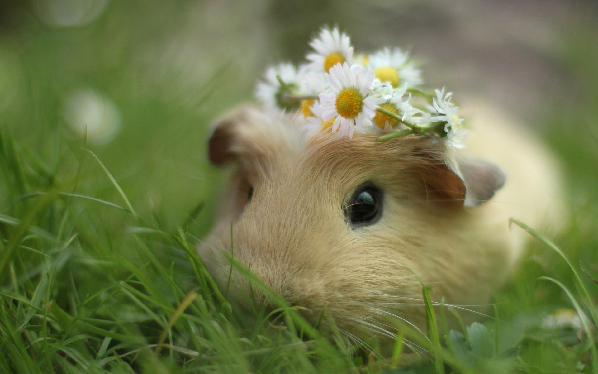 Guinea Pig Wallpapers