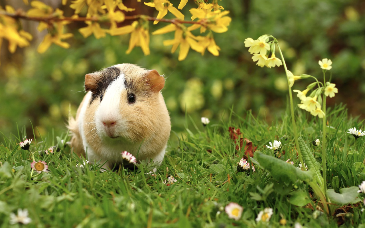 Guinea Pigs Wallpapers