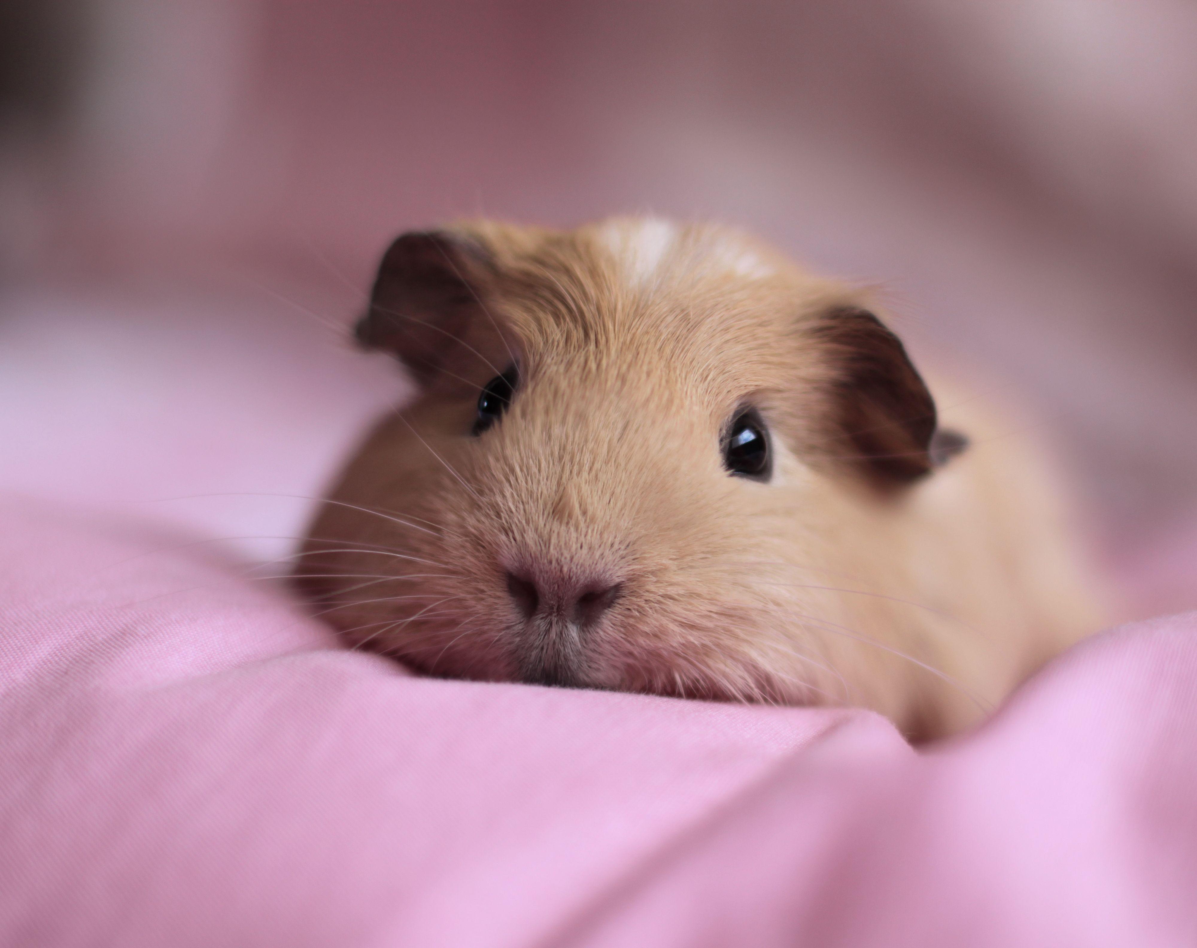 Guinea Pigs Wallpapers