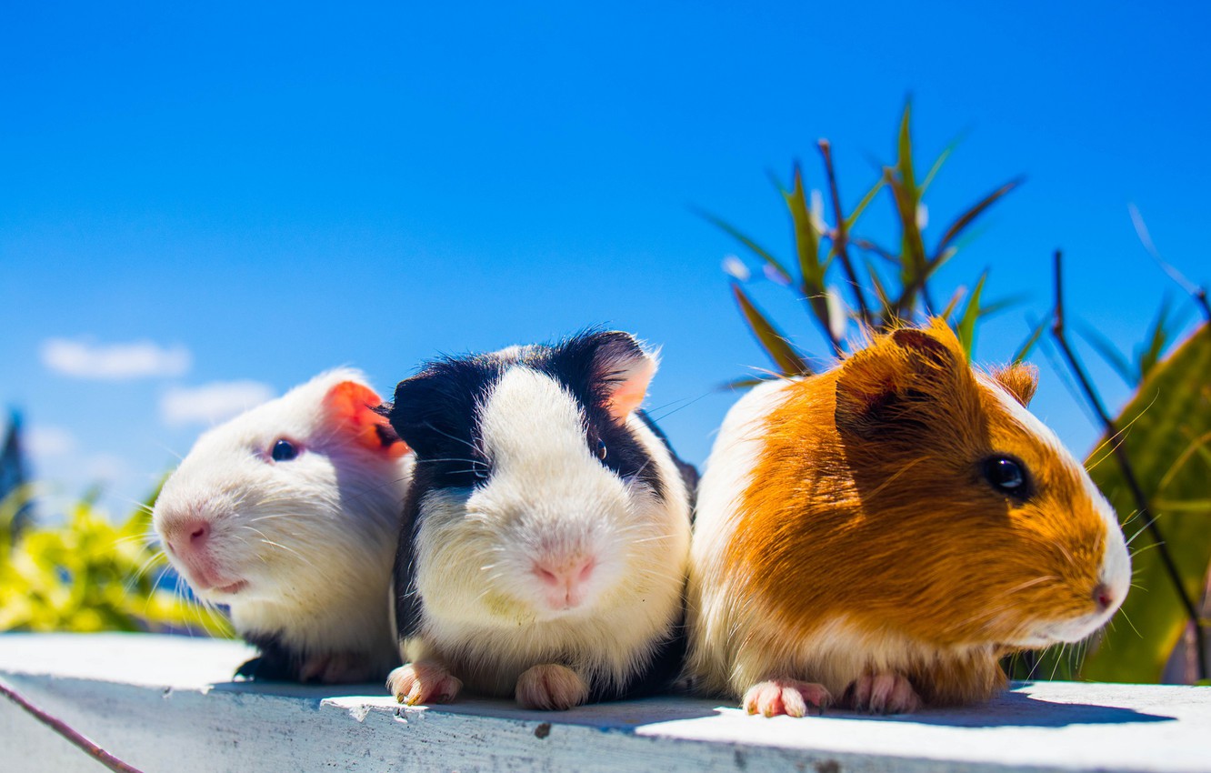 Guinea Pigs Wallpapers