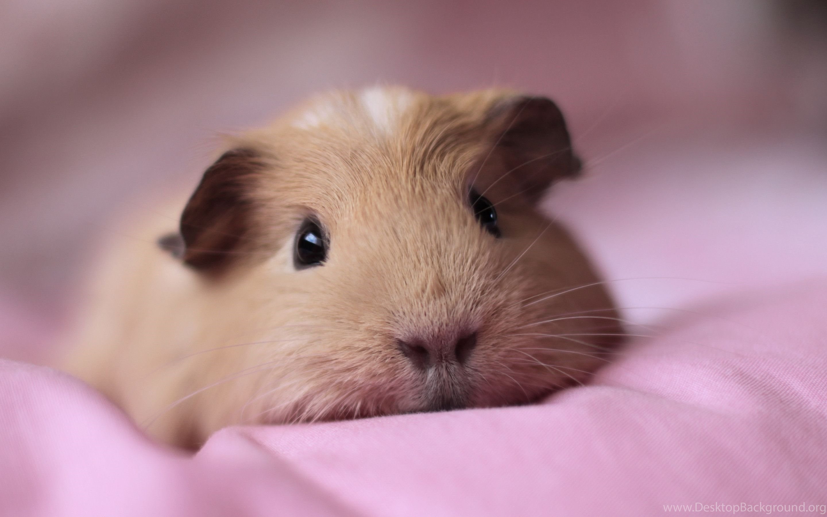 Guinea Pigs Wallpapers