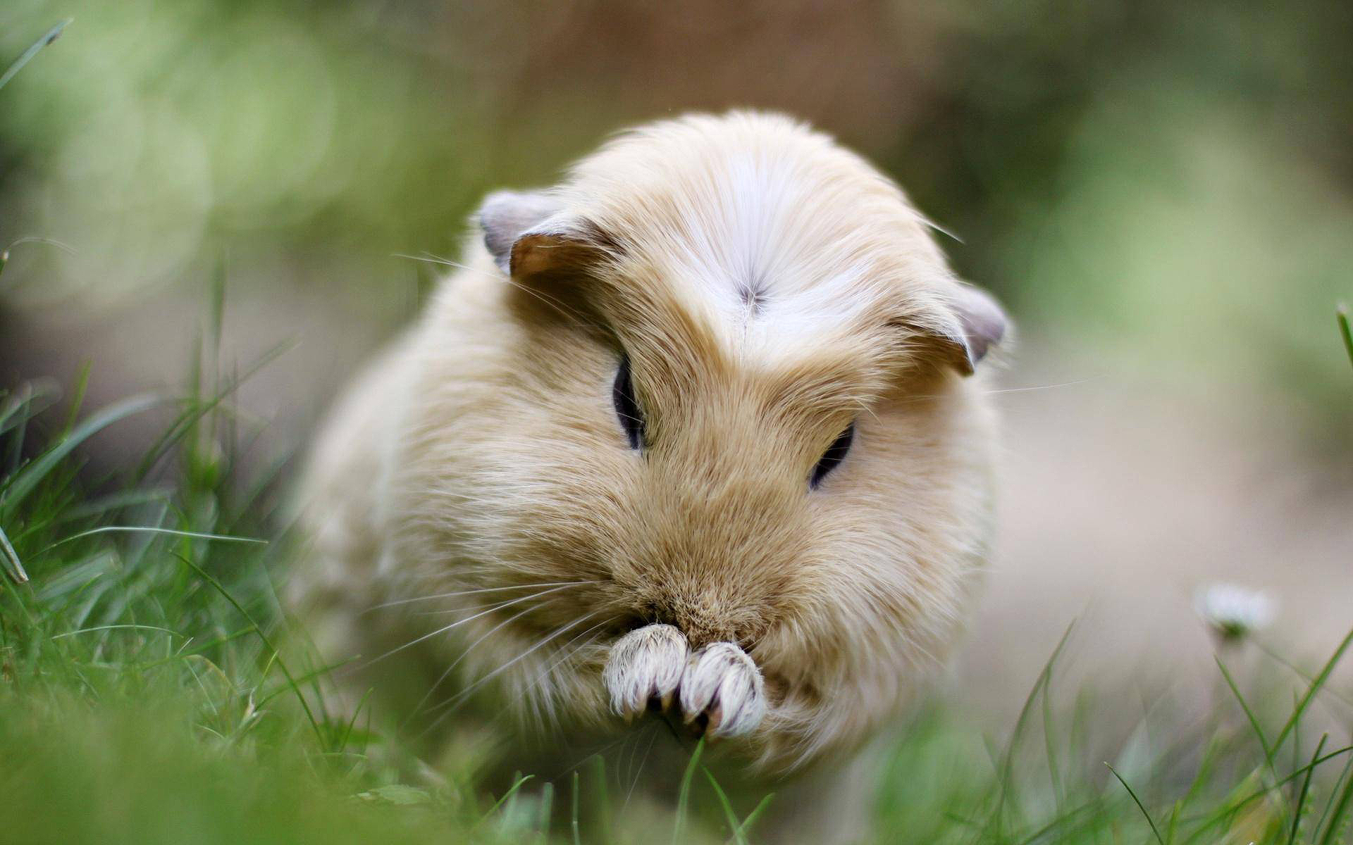 Guinea Pigs Wallpapers