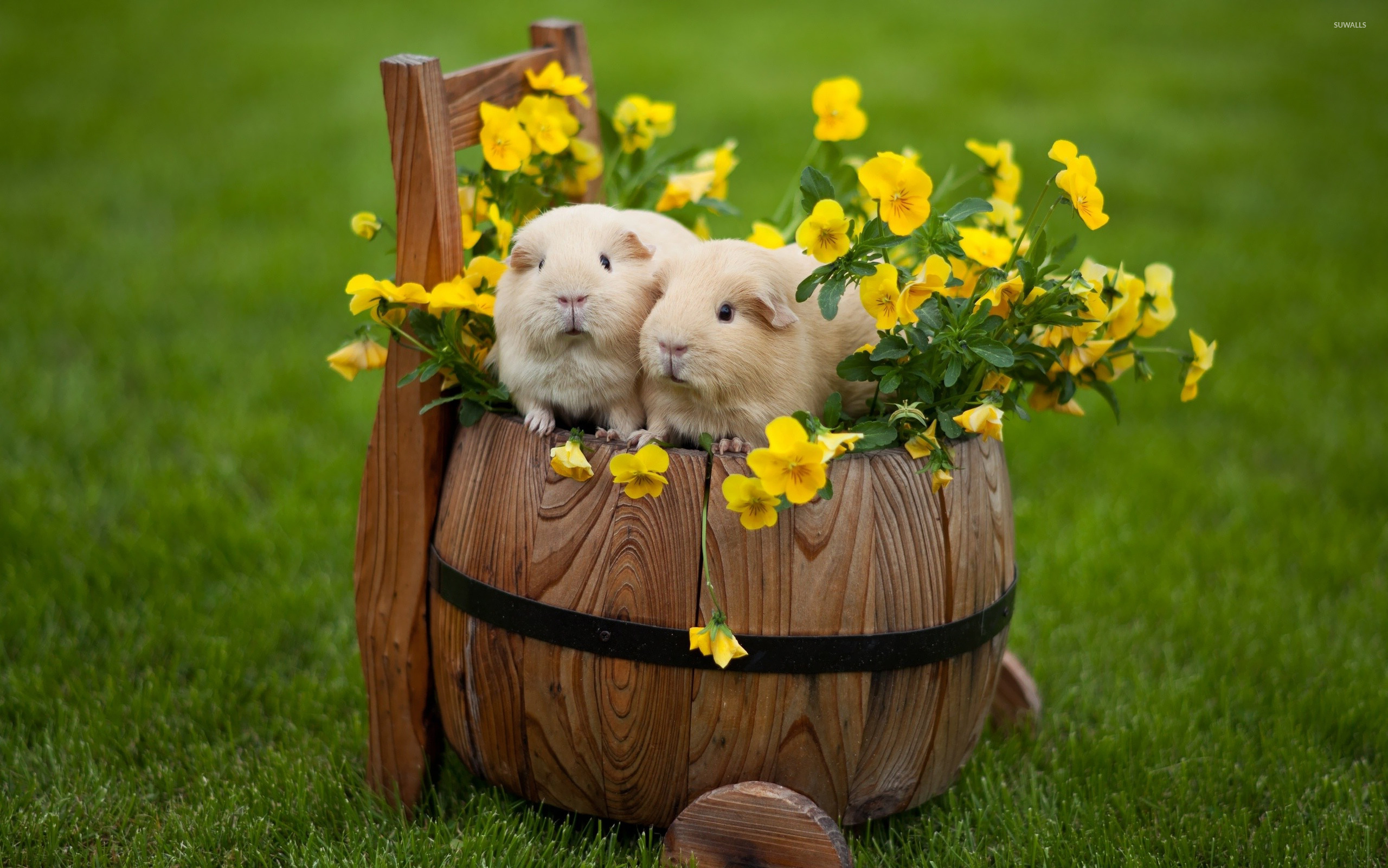 Guinea Pigs Wallpapers