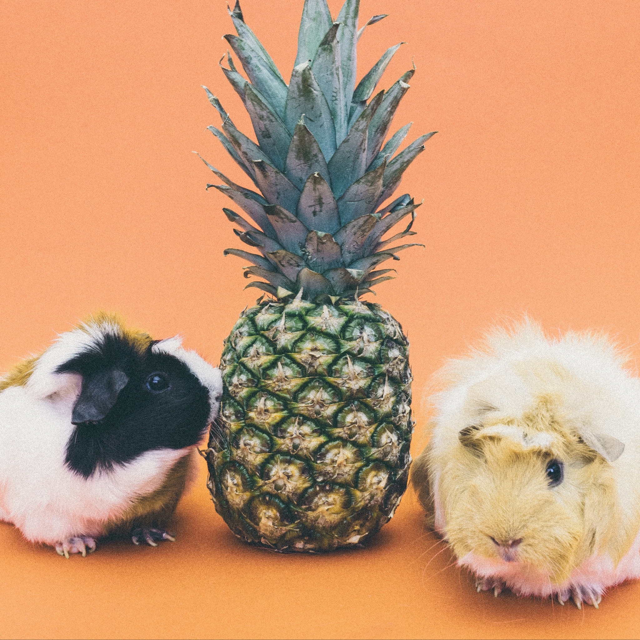 Guinea Pigs Wallpapers