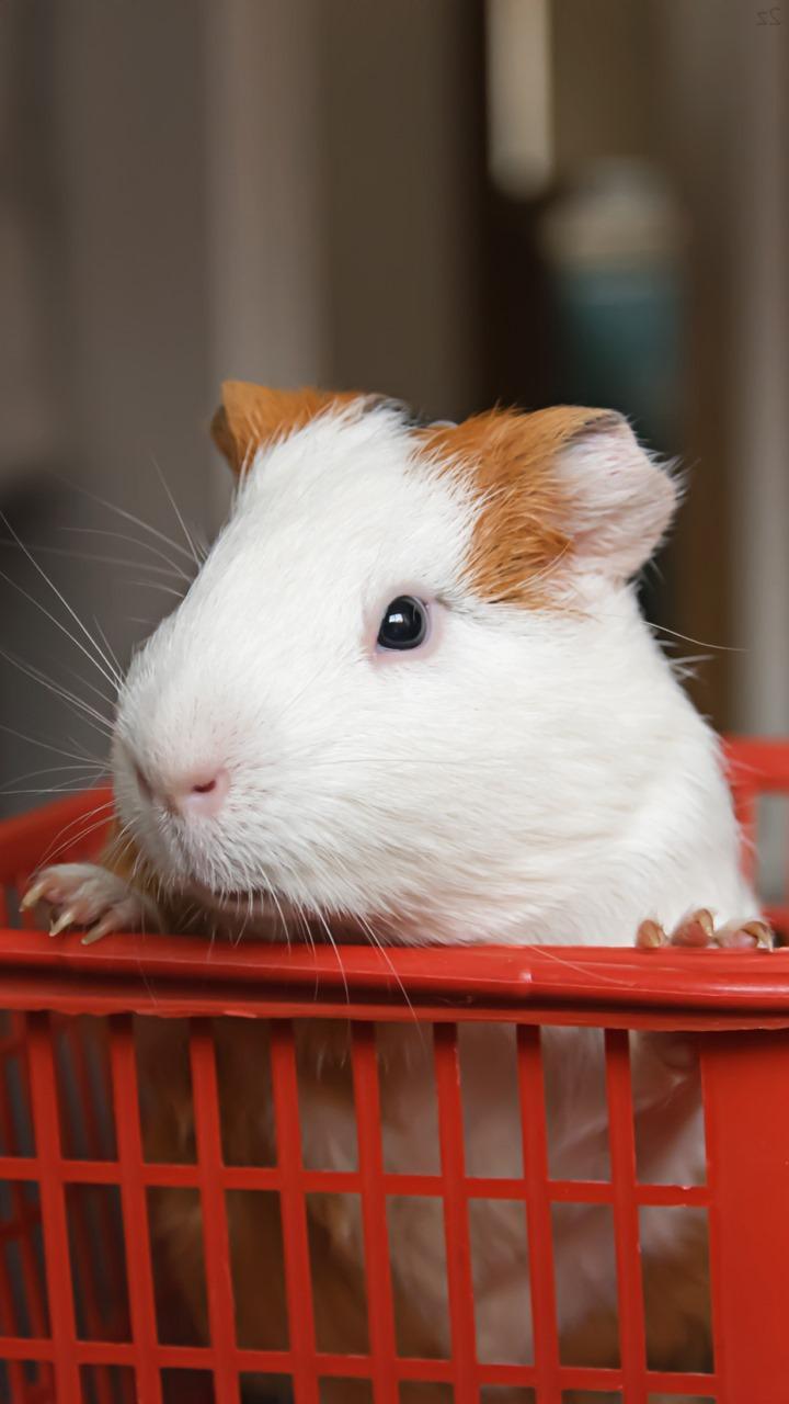 Guinea Pigs Wallpapers