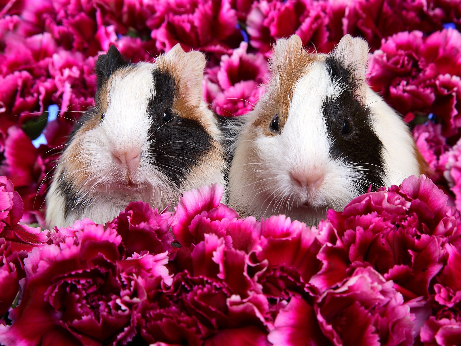 Guinea Pigs Wallpapers