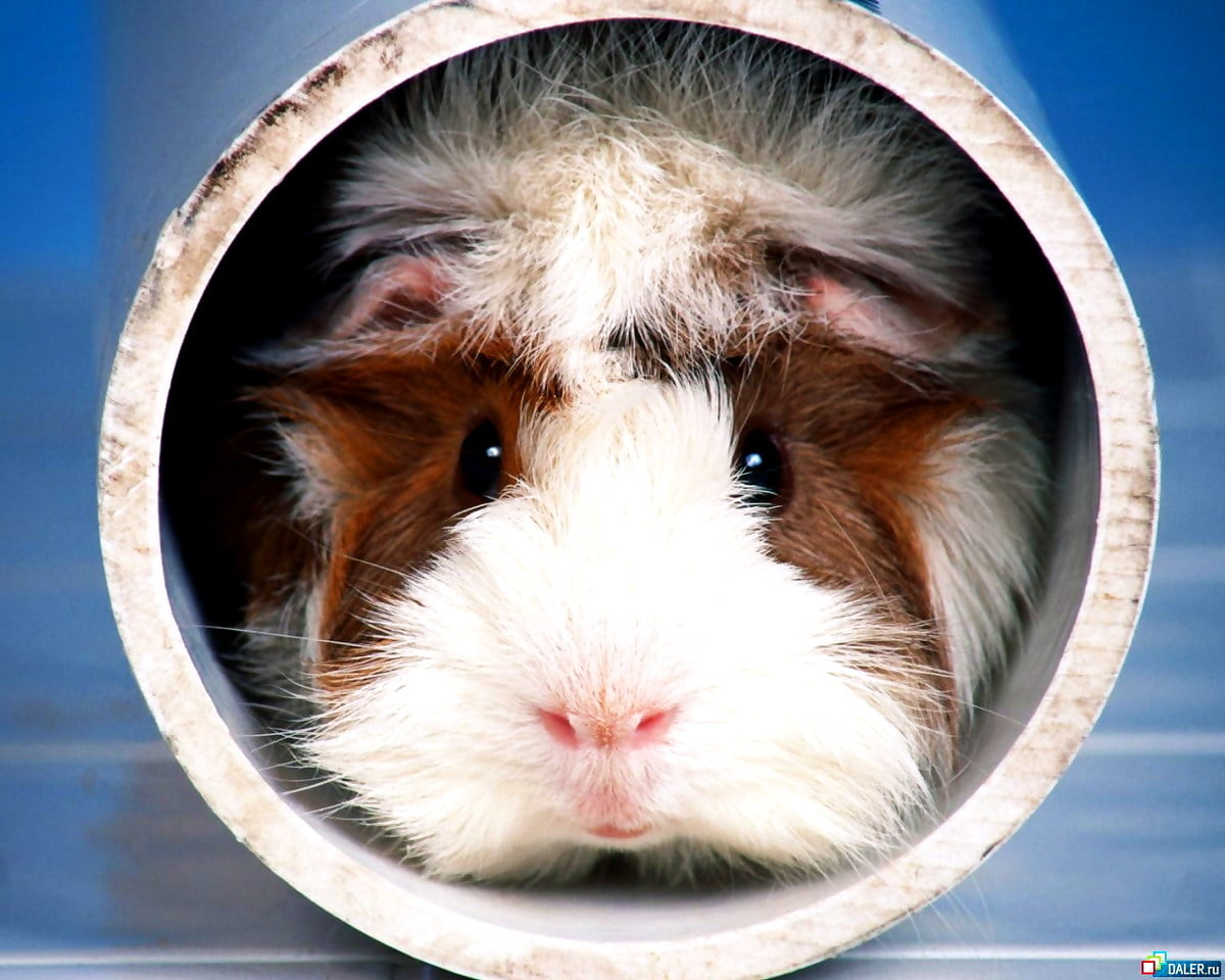 Guinea Pigs Wallpapers