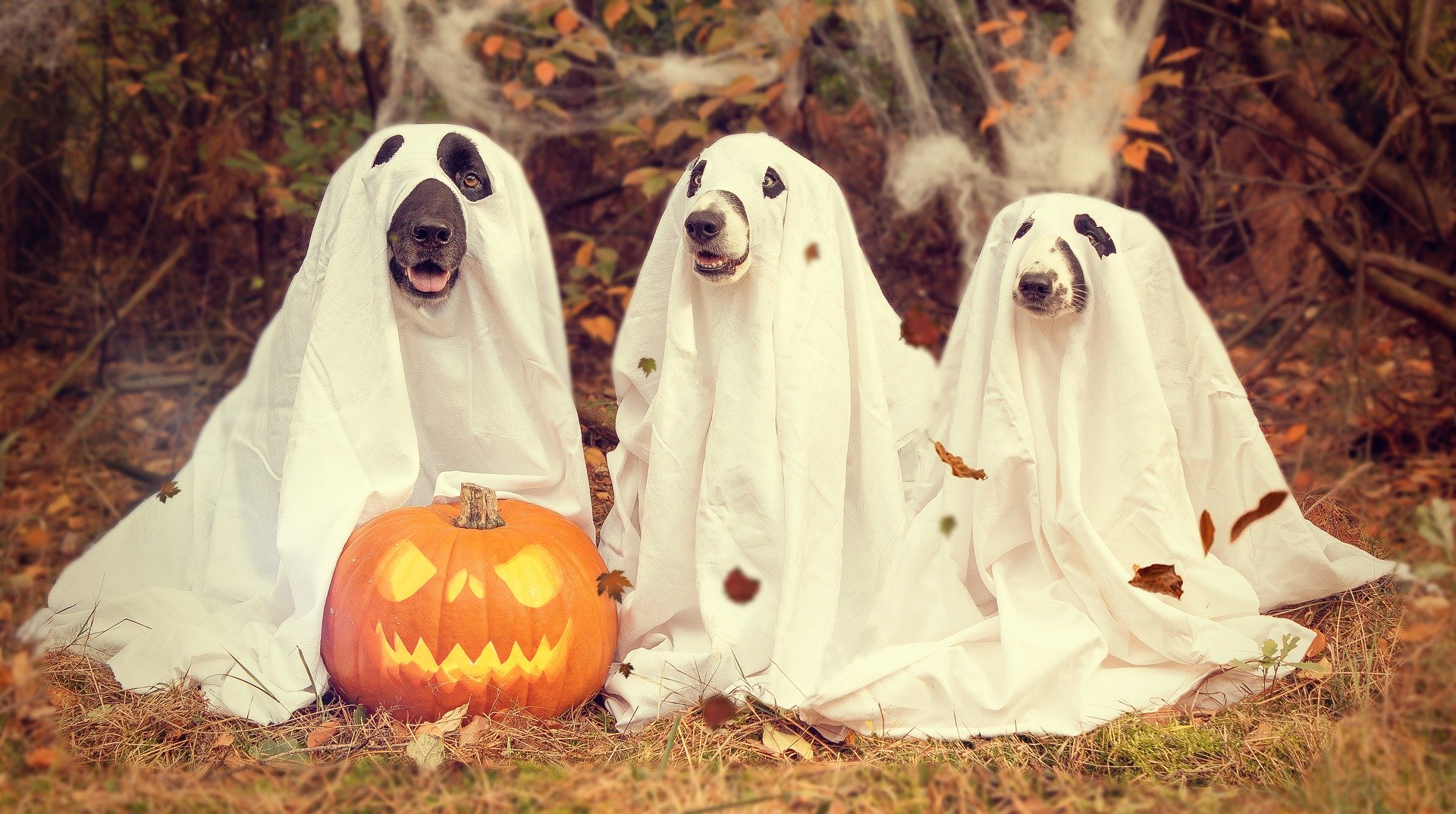 Halloween Dog Background