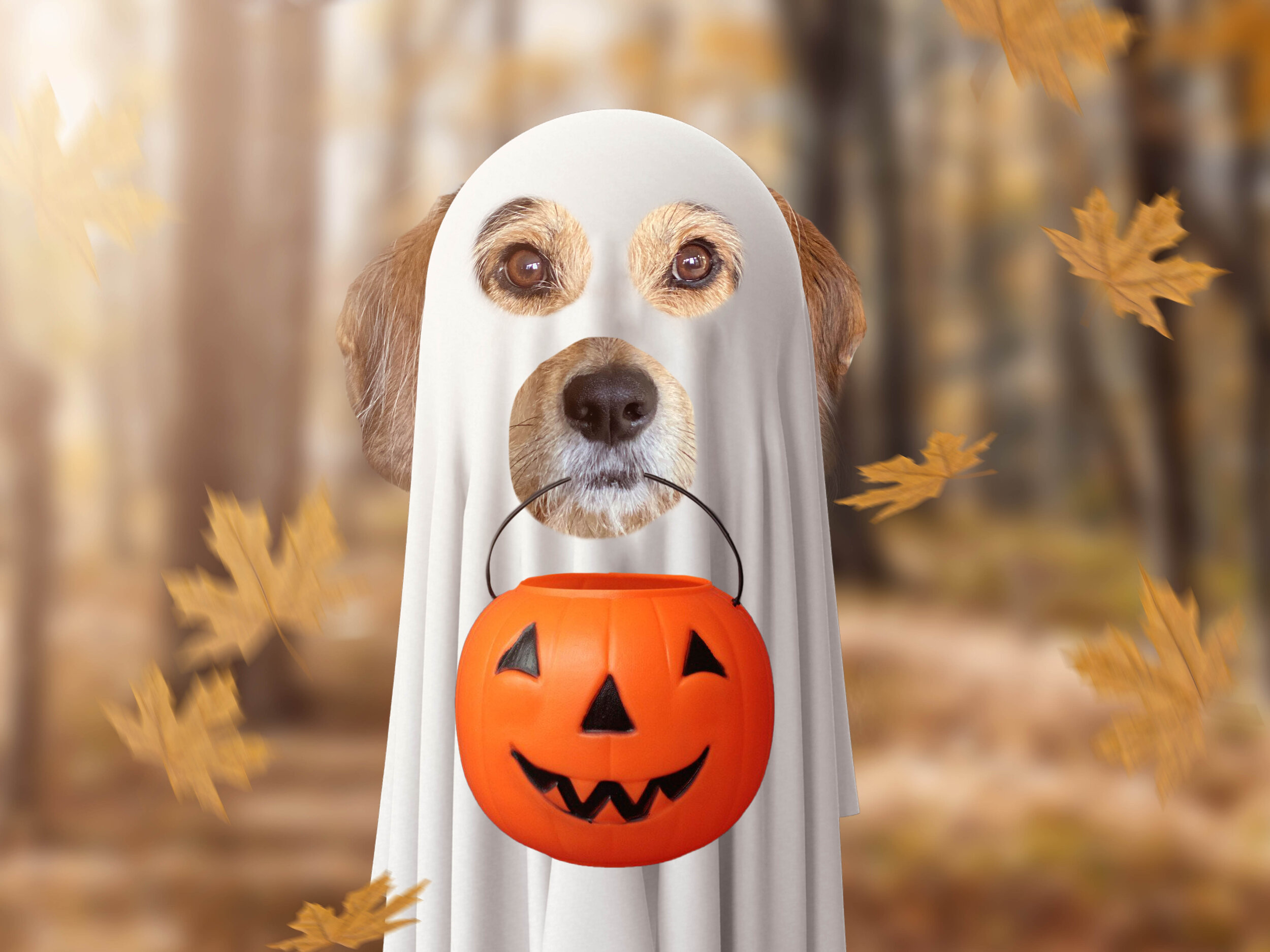 Halloween Dog Background