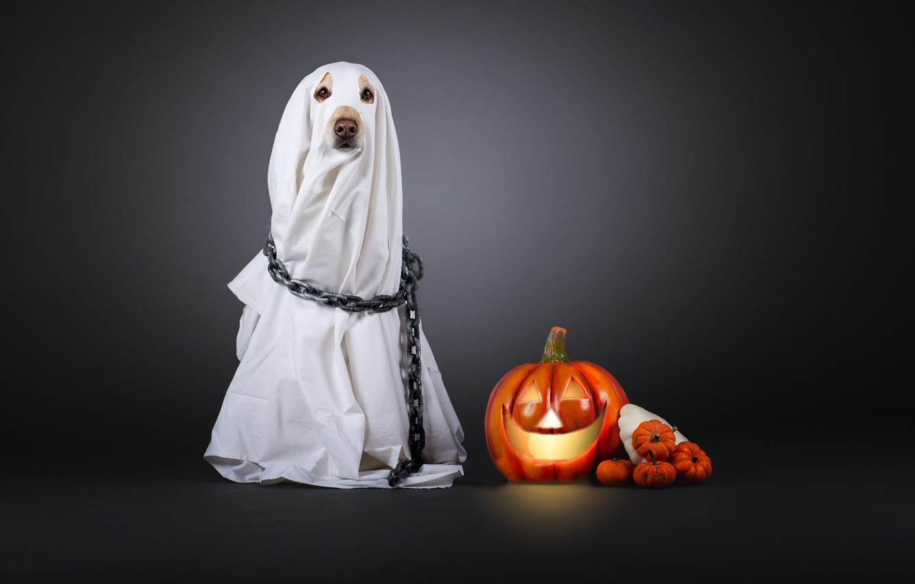 Halloween Dog Background