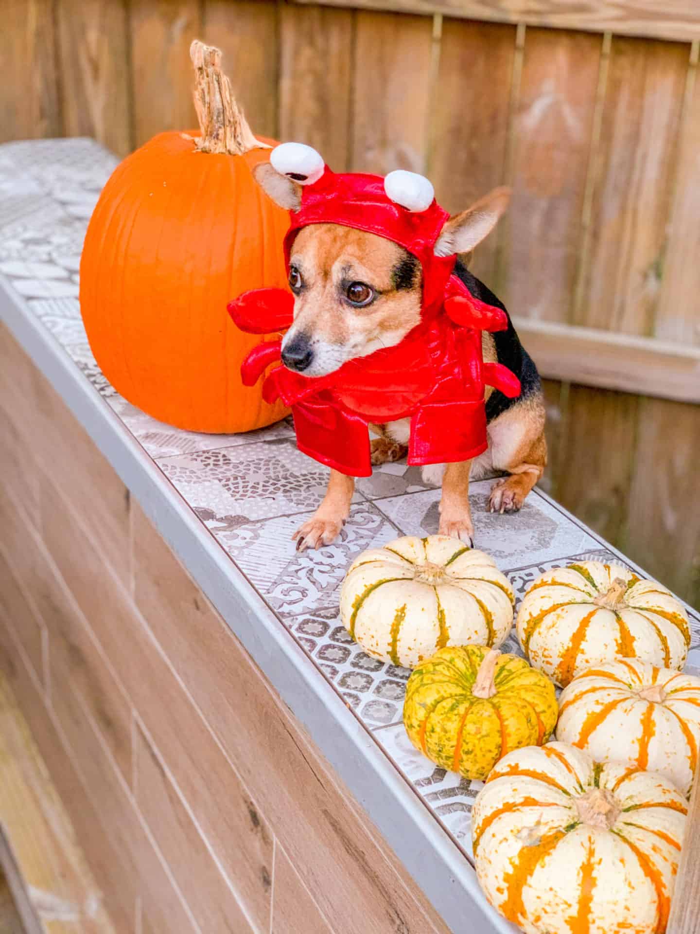 Halloween Dog Background