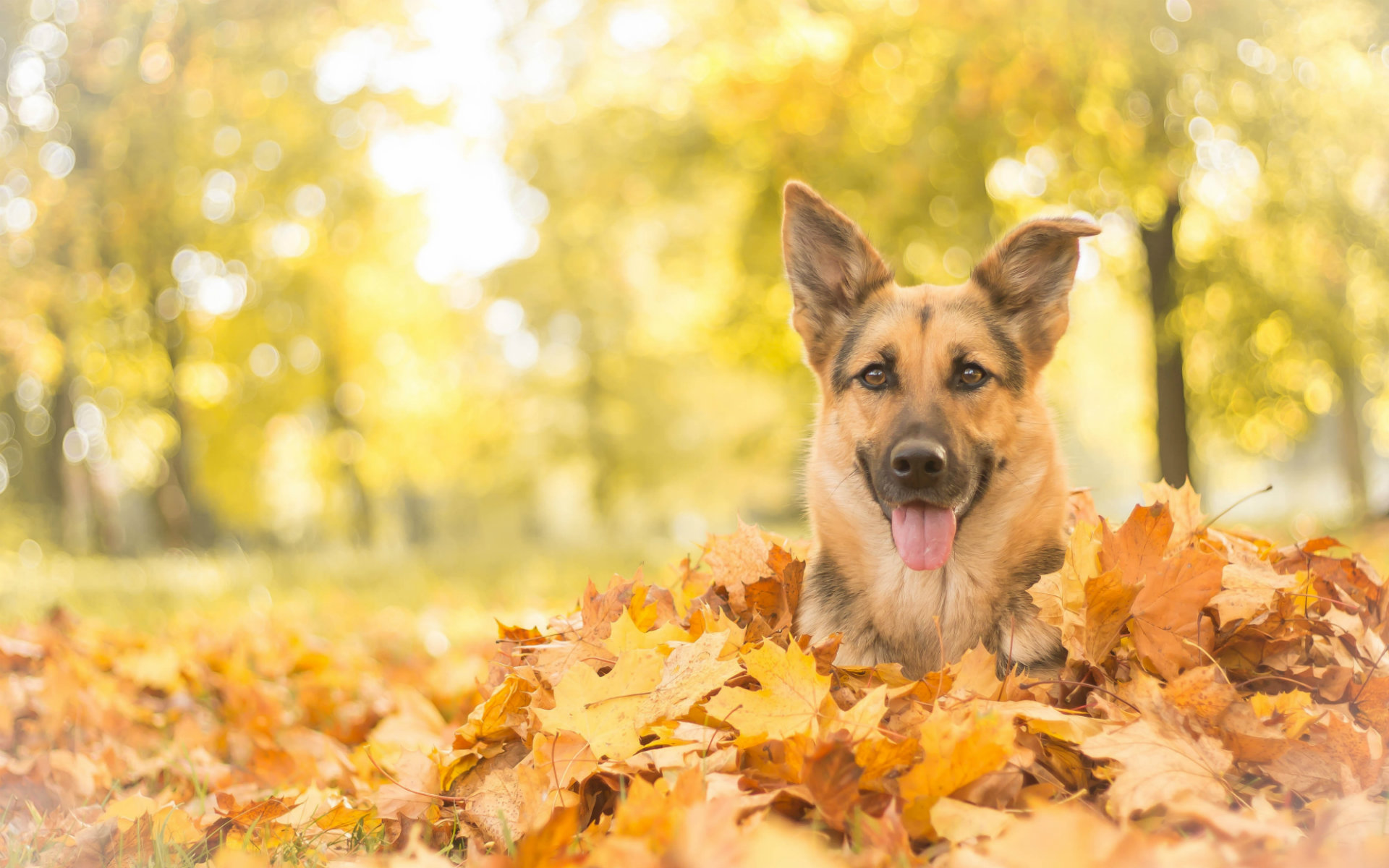 Halloween Dog Background