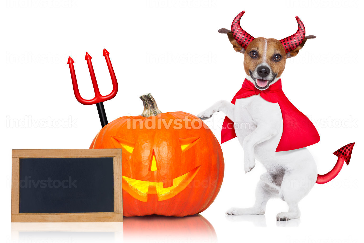 Halloween Dog Background