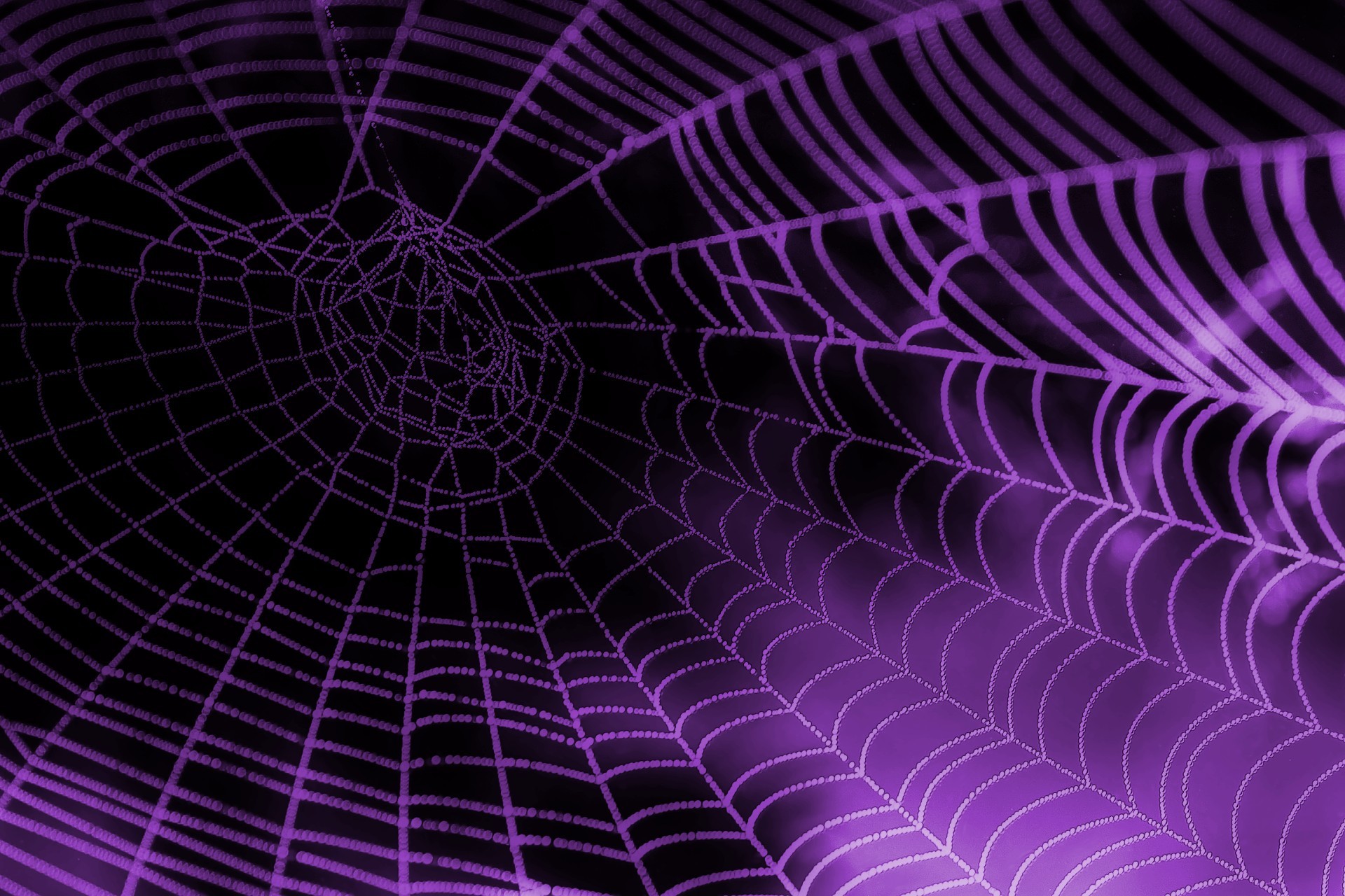 Halloween Spider Web Wallpapers