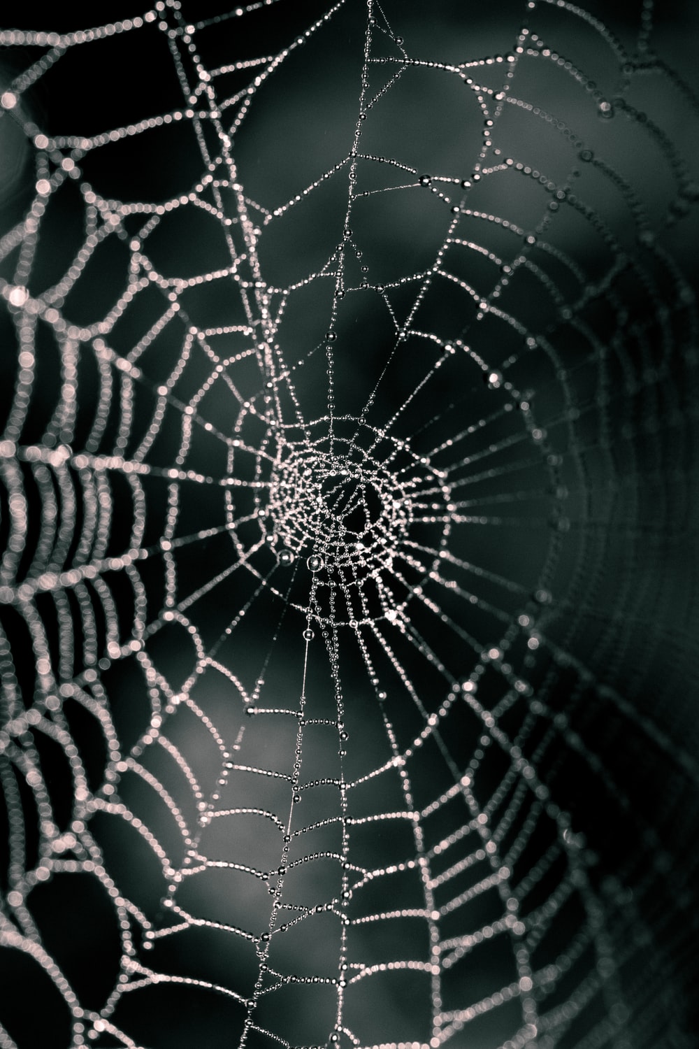 Halloween Spider Web Wallpapers