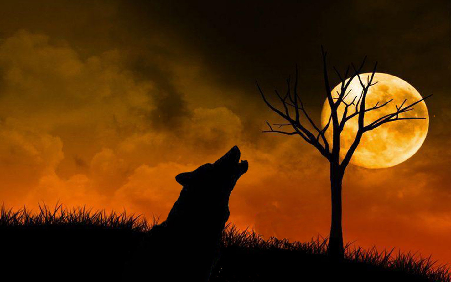 Halloween Wolf Wallpapers