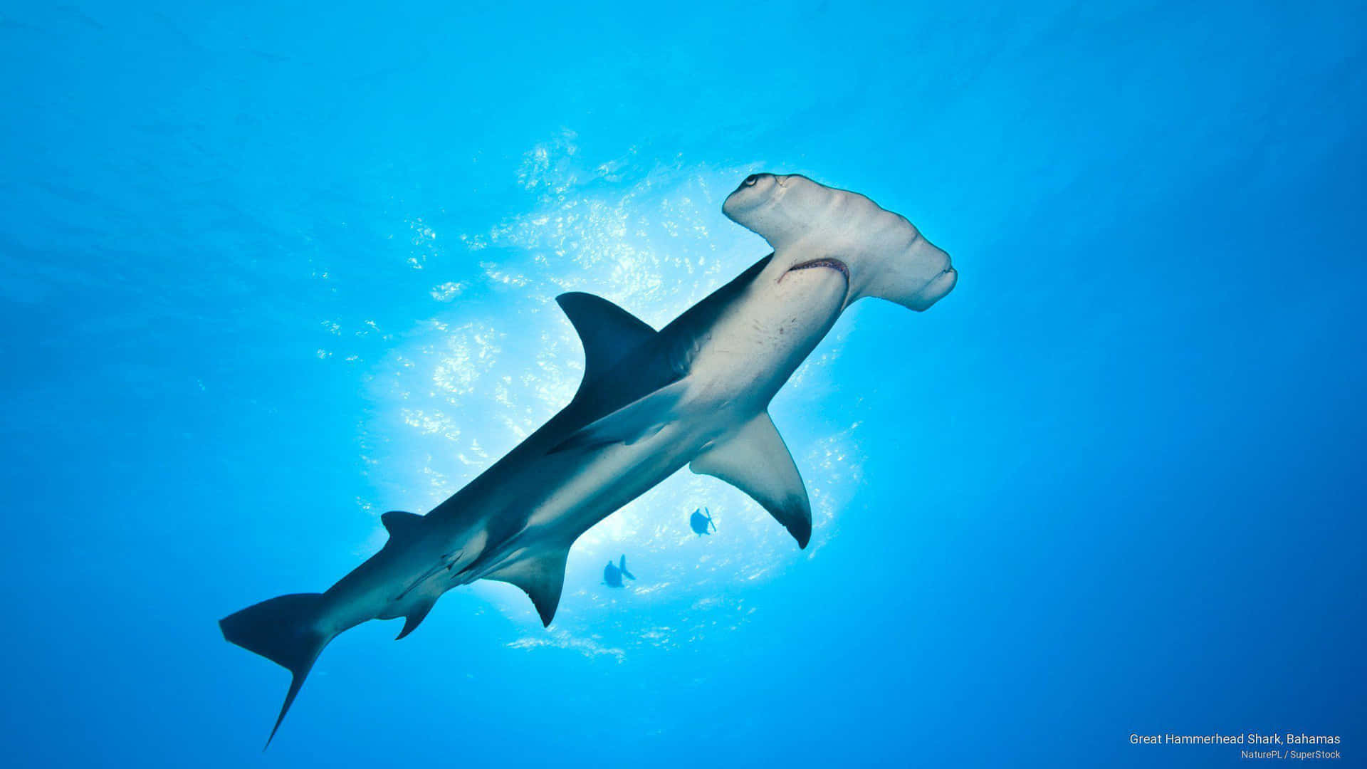 Hammerhead Shark Wallpapers