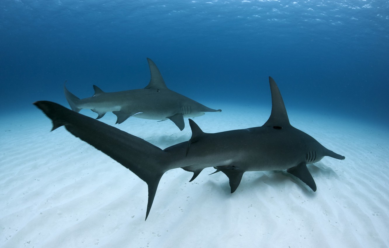 Hammerhead Shark Wallpapers