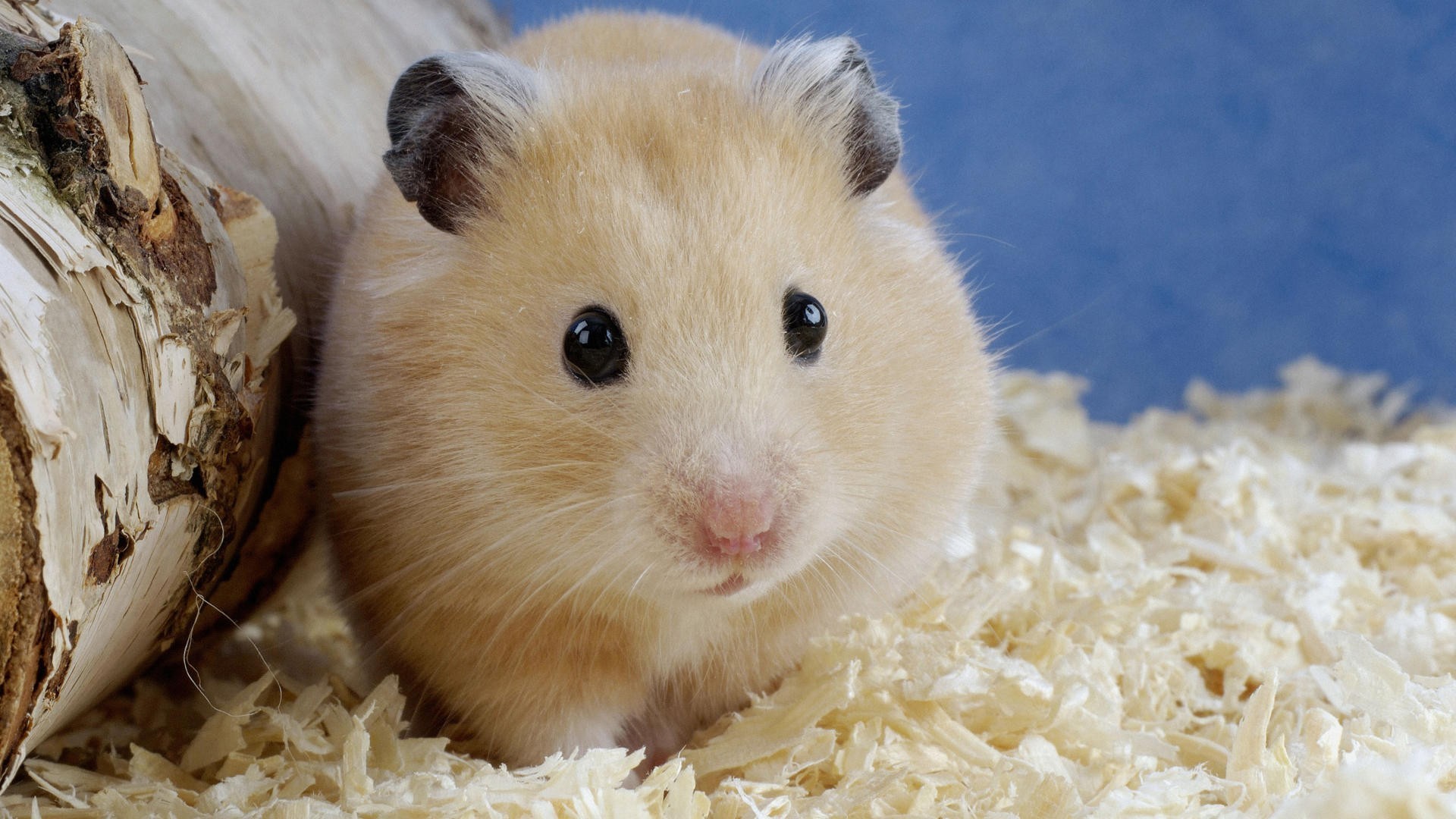 Hamster Wallpapers