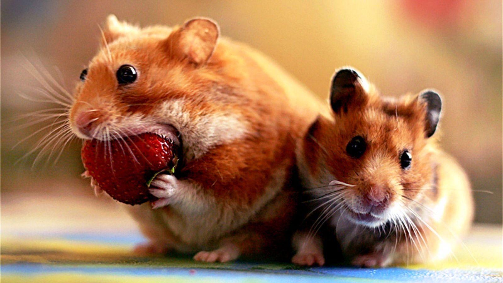 Hamster Wallpapers