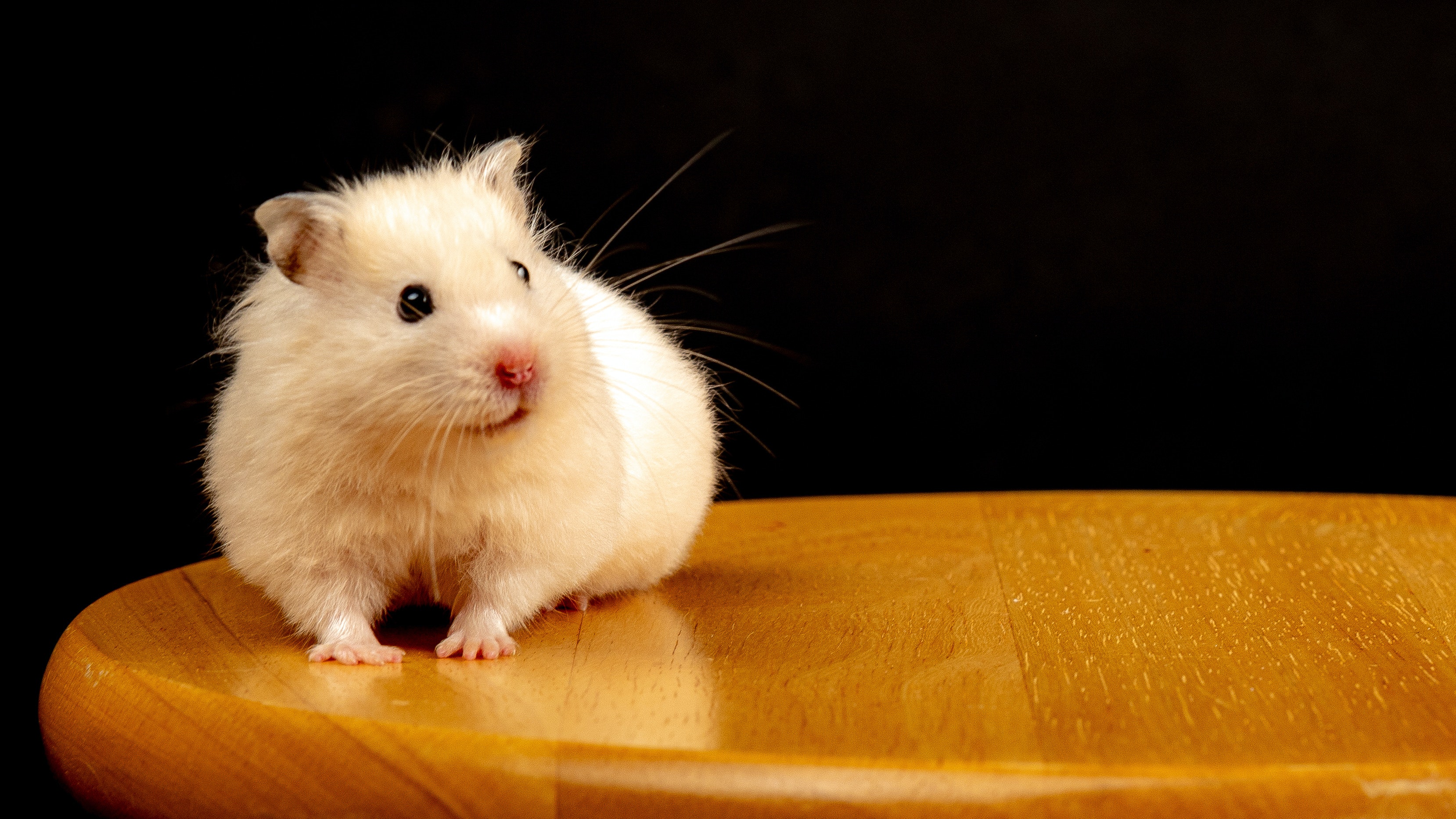 Hamster Wallpapers