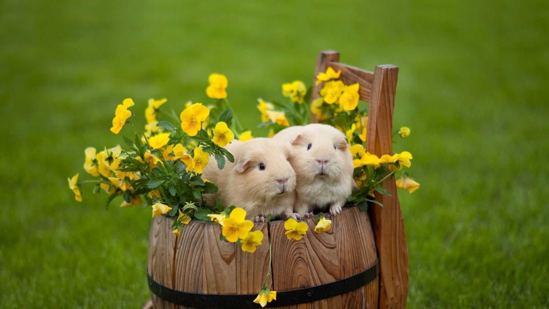 Hamster Wallpapers