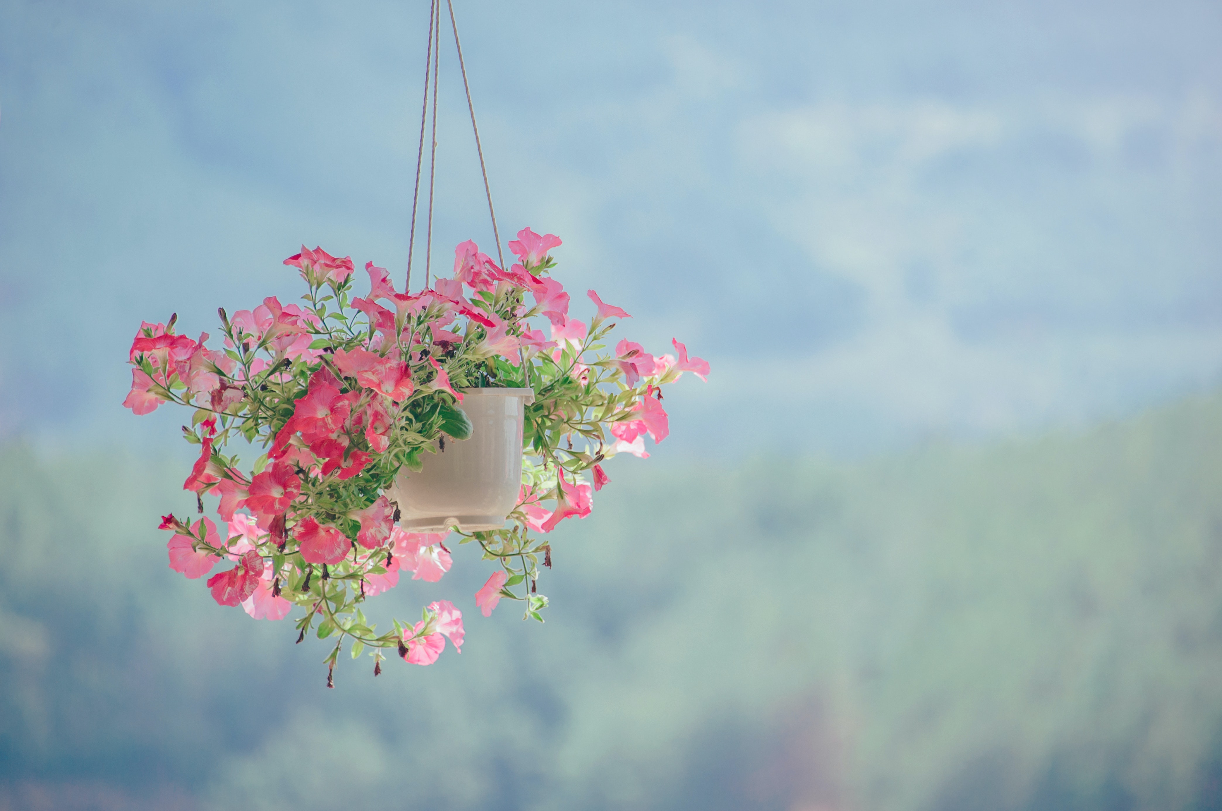 Hanging Plant Wallpapers