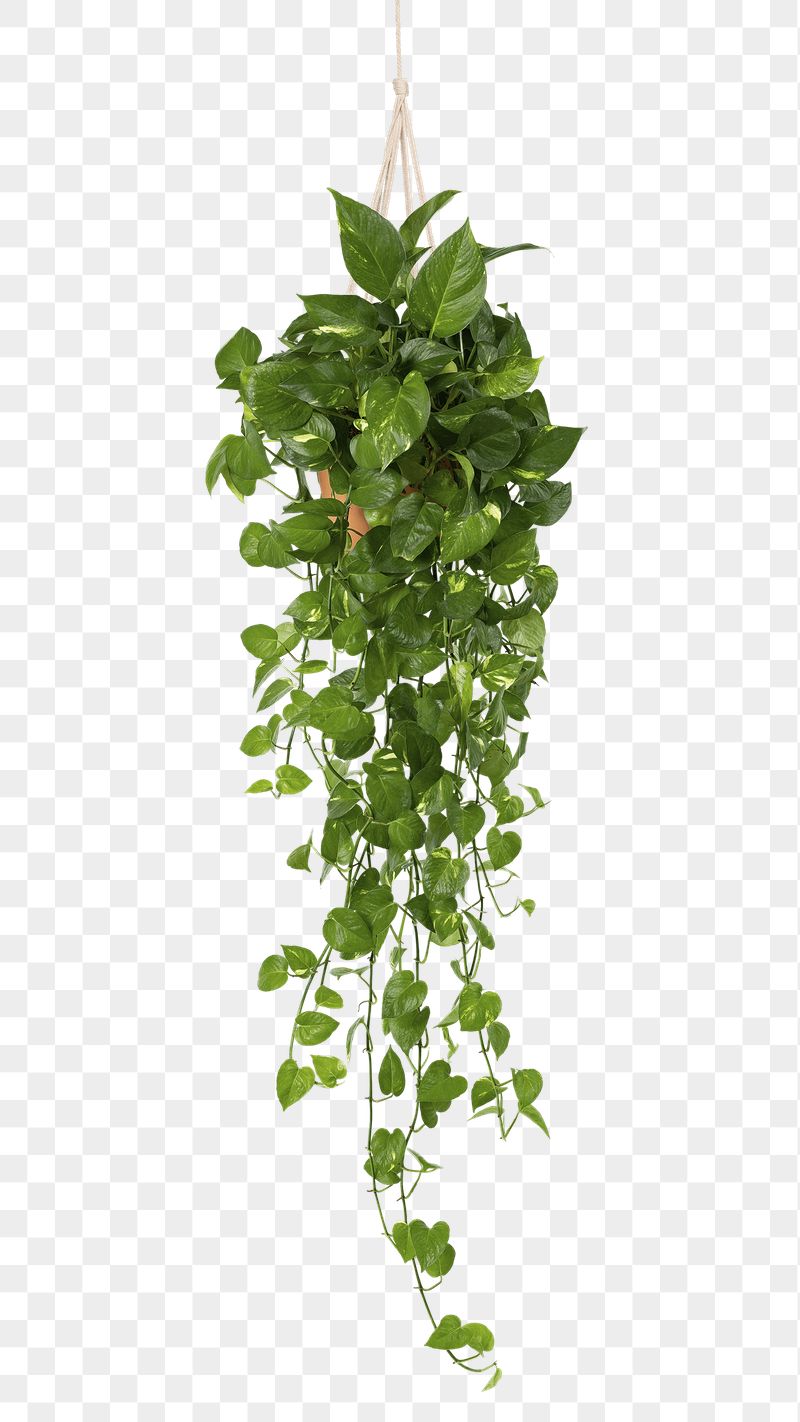 Hanging Plant Wallpapers