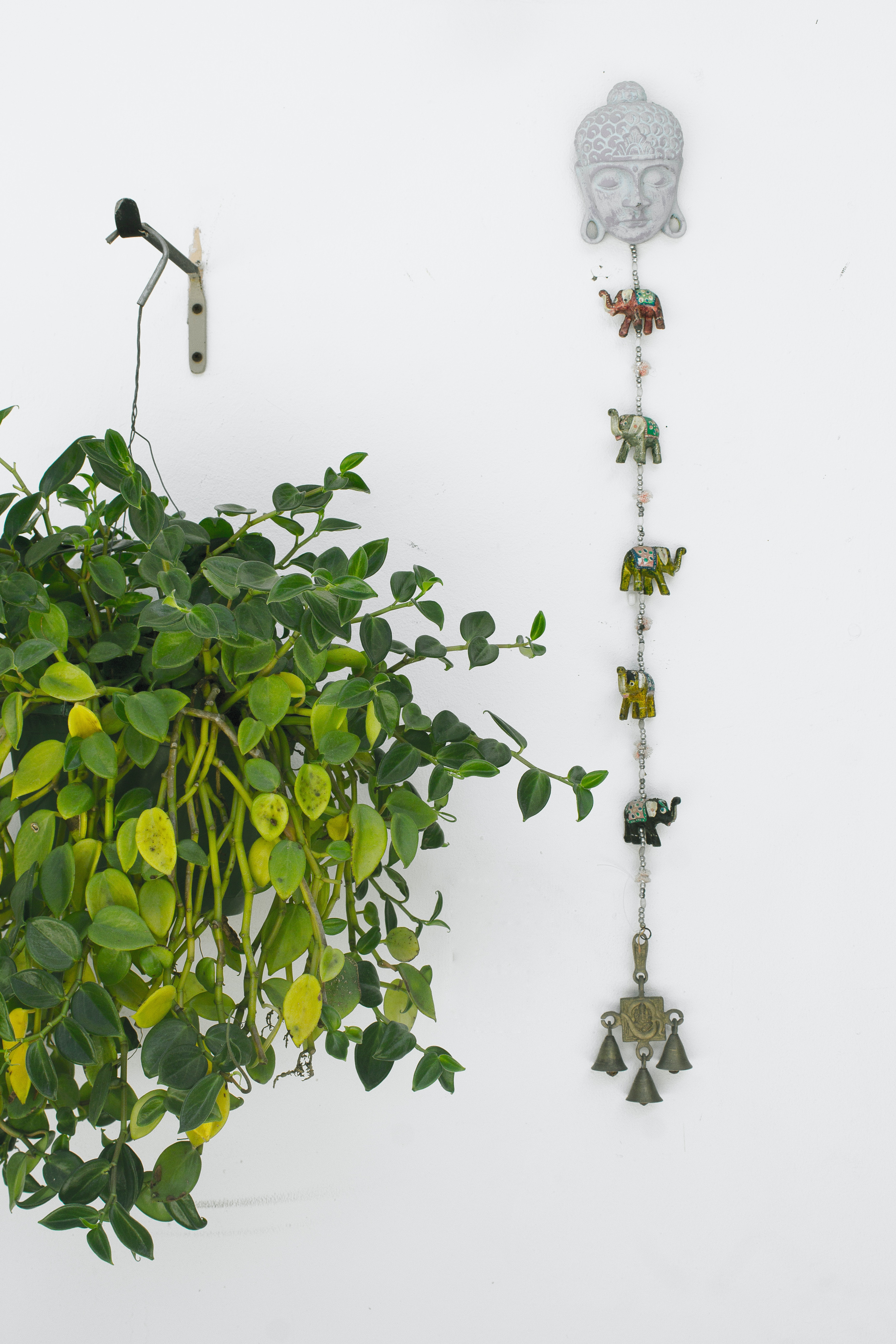 Hanging Plant Wallpapers